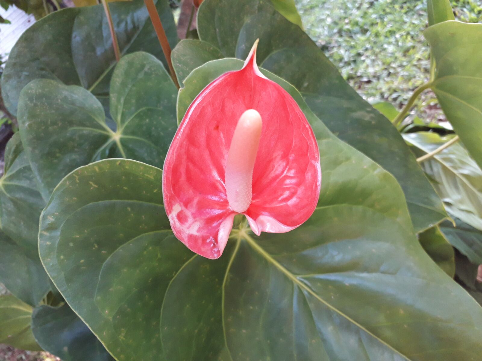 Samsung Galaxy J4 sample photo. Red flower, the red photography