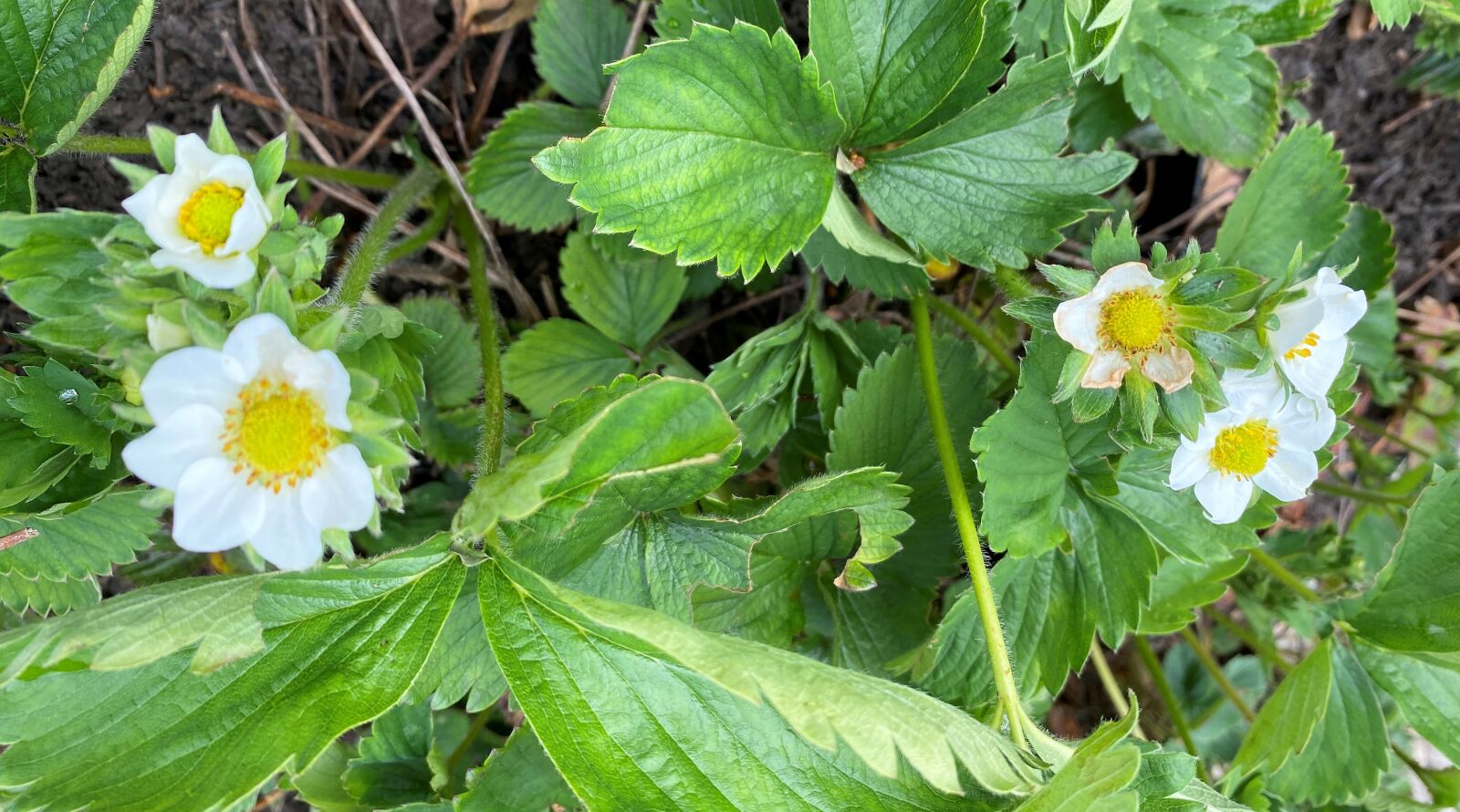 Apple iPhone 11 sample photo. Woodland strawberry, white, yellow photography