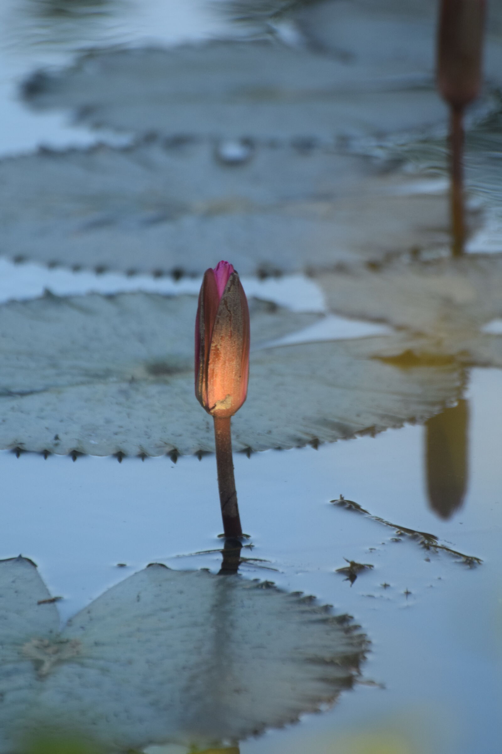 Nikon D3300 sample photo