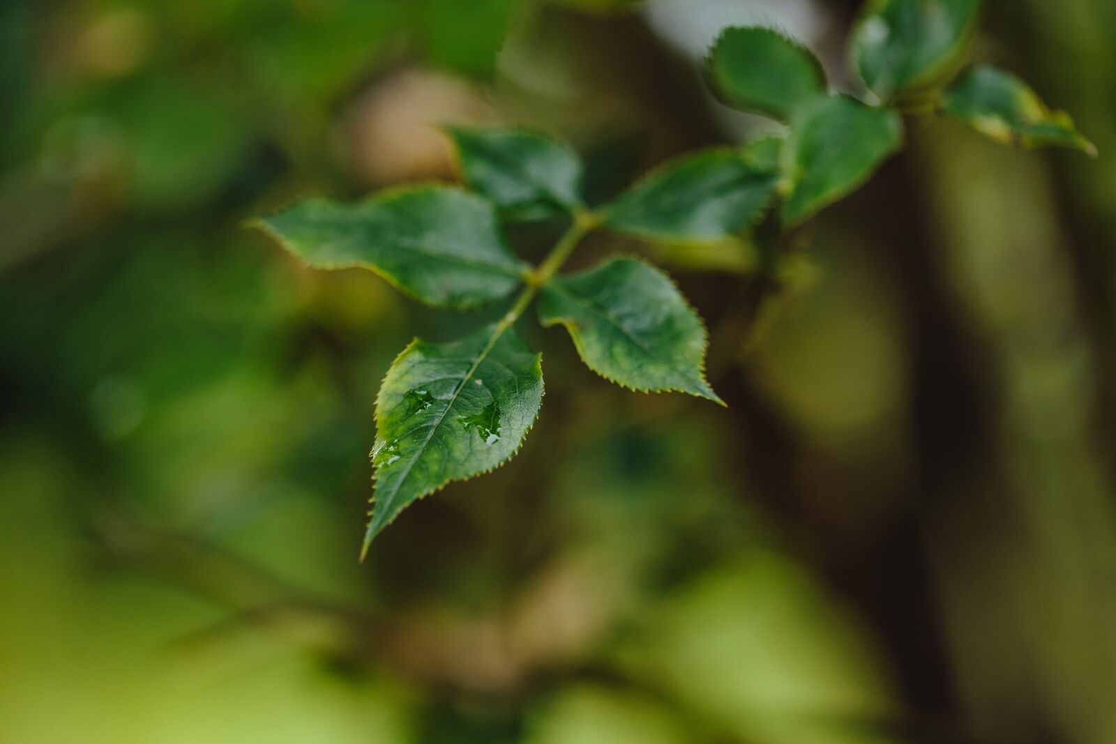 Canon EF 100mm F2.8 Macro USM sample photo. Tree, plant, spring, leaf photography