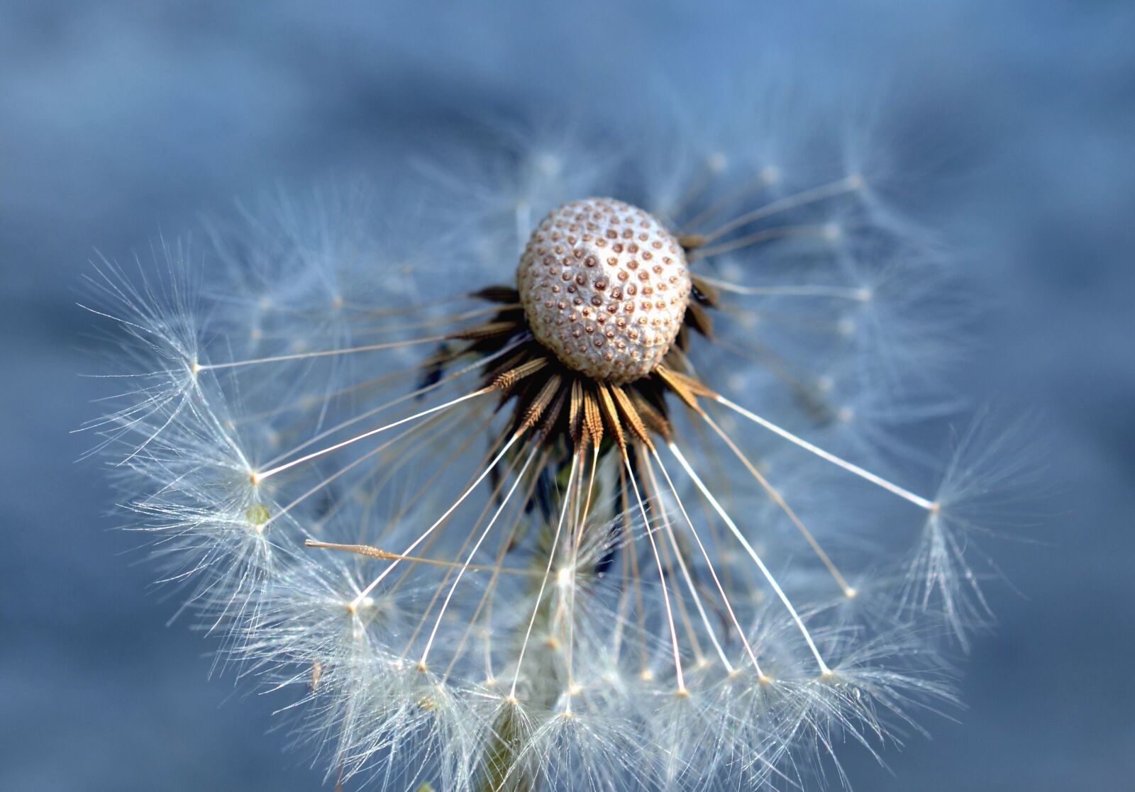 Nikon D5100 sample photo. Dandelion, seed, flower, macro photography