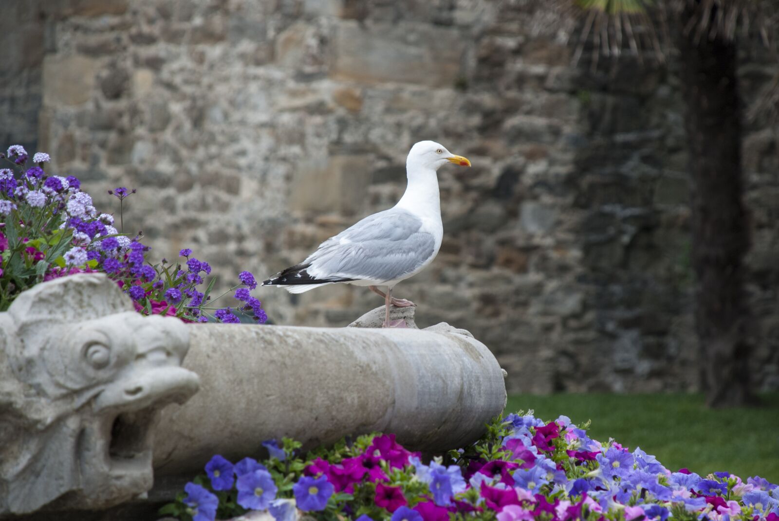 Nikon D80 sample photo. Trut, bird, seagull photography