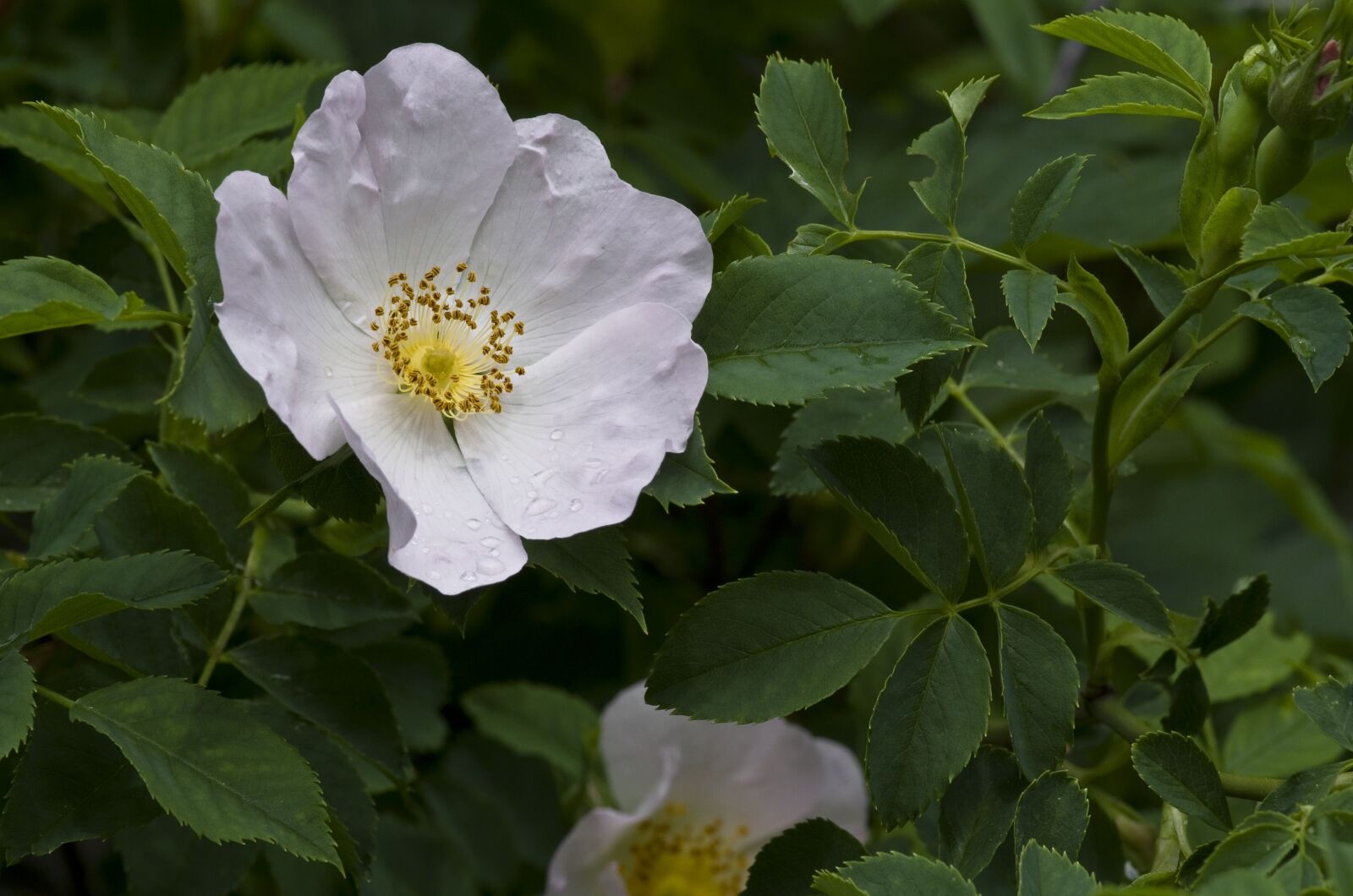 Pentax K-30 sample photo. Rose, wild rose, white photography