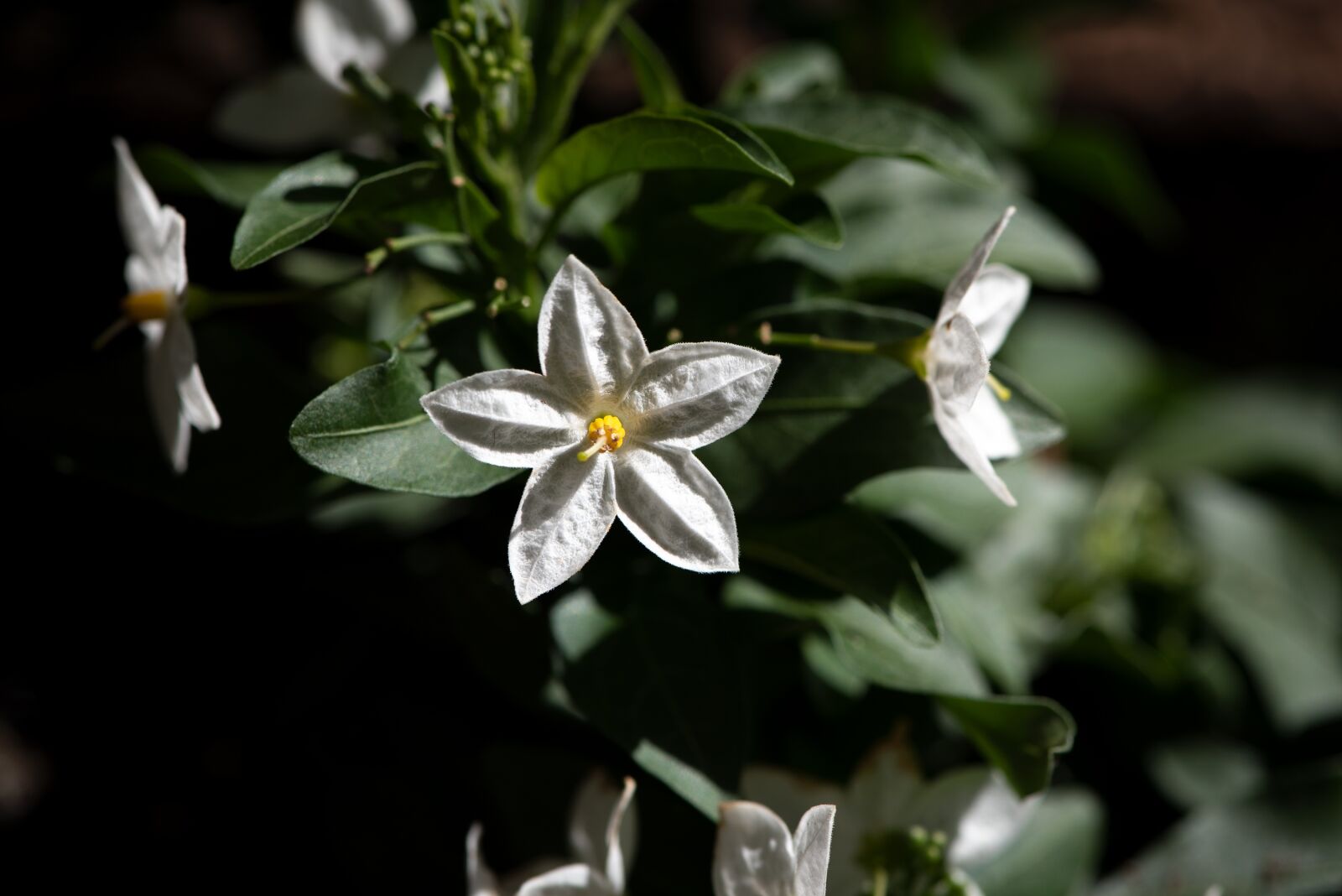 Nikon D750 sample photo. Flowers, plant, white photography