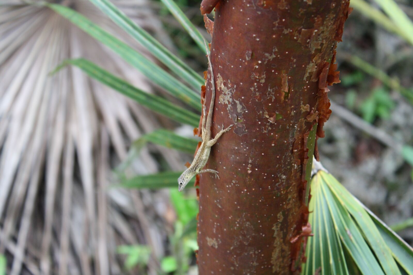 Canon EOS 1000D (EOS Digital Rebel XS / EOS Kiss F) sample photo. Jungle, lizard, reptile photography