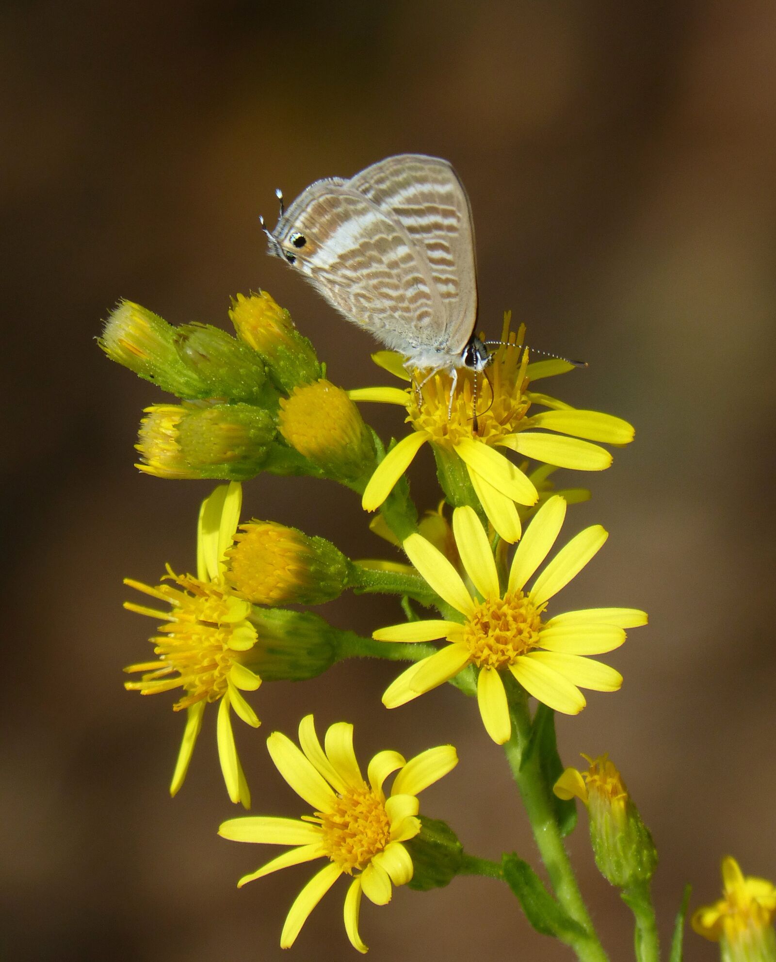 Panasonic DMC-FZ62 sample photo. Butterfly, flower, libar photography