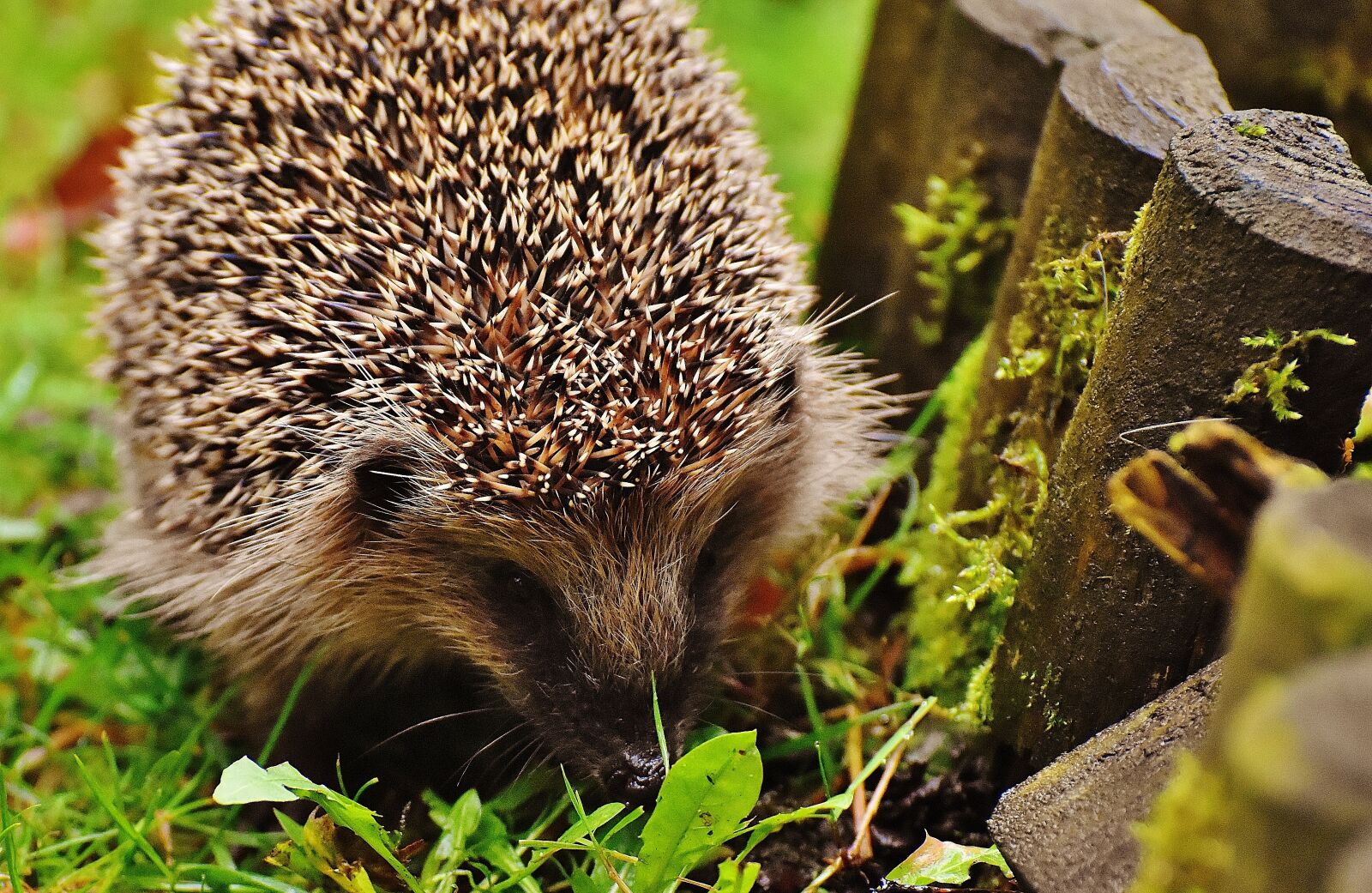 Nikon D7200 sample photo. Hedgehog child, young hedgehog photography