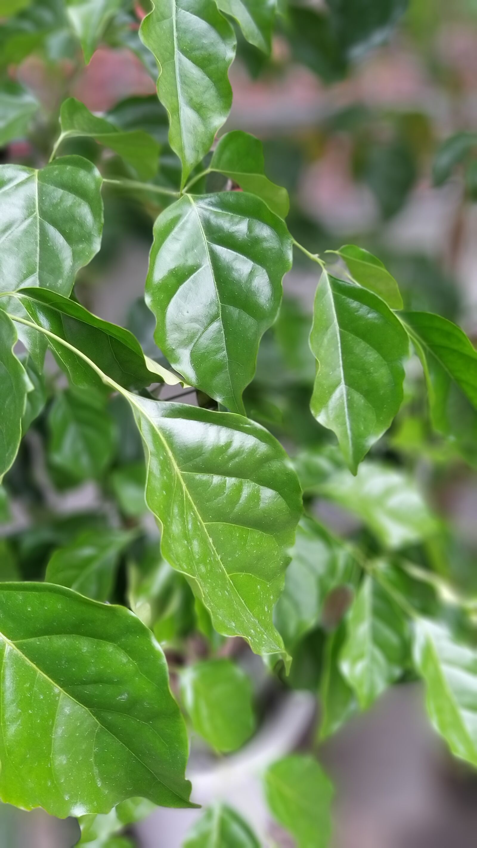 Samsung Galaxy A9 (2018) sample photo. Plants, background, nature photography