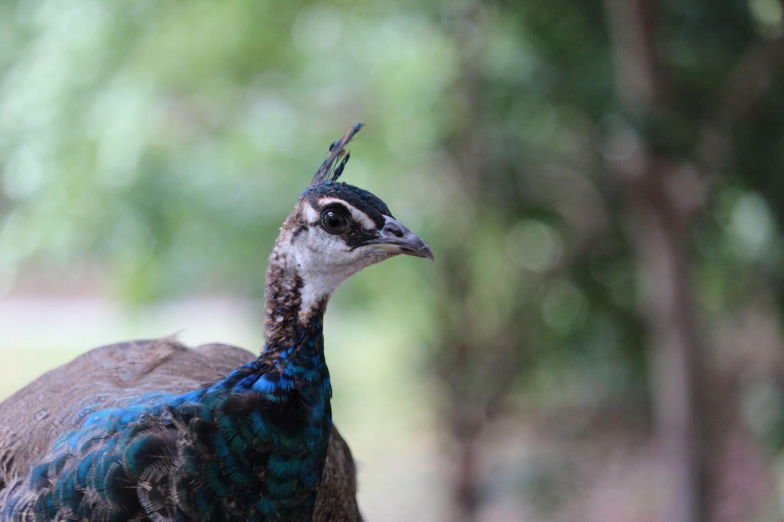 Canon EOS 1200D (EOS Rebel T5 / EOS Kiss X70 / EOS Hi) sample photo. Bird, peacock, bill photography
