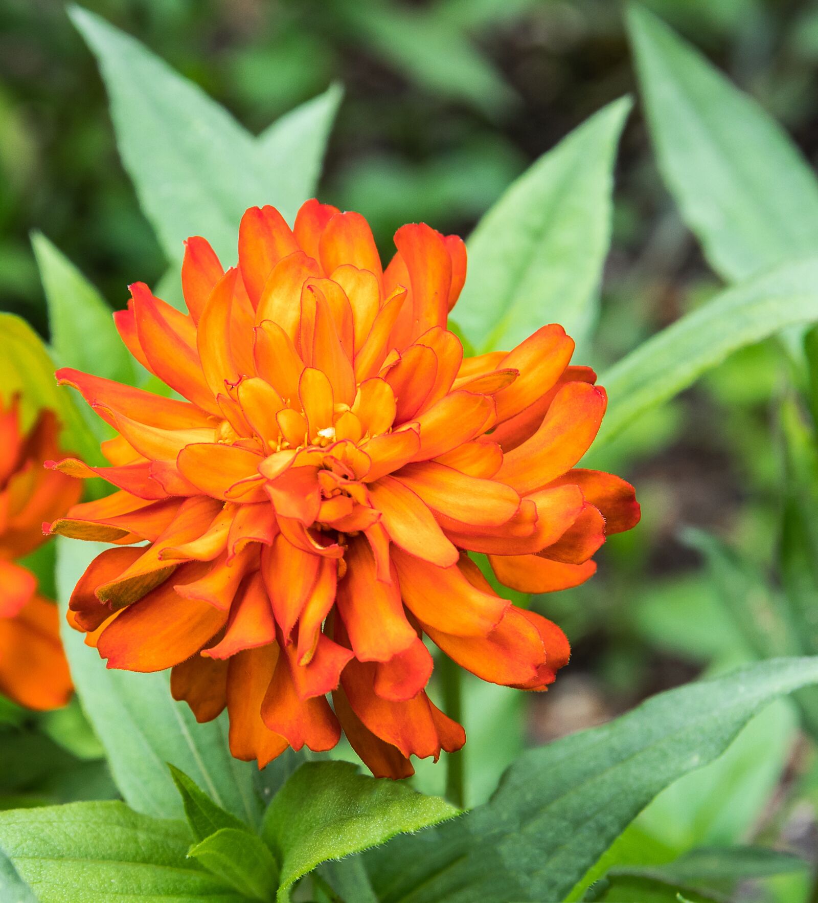 Canon EOS 80D sample photo. Flower, blossom, bloom photography