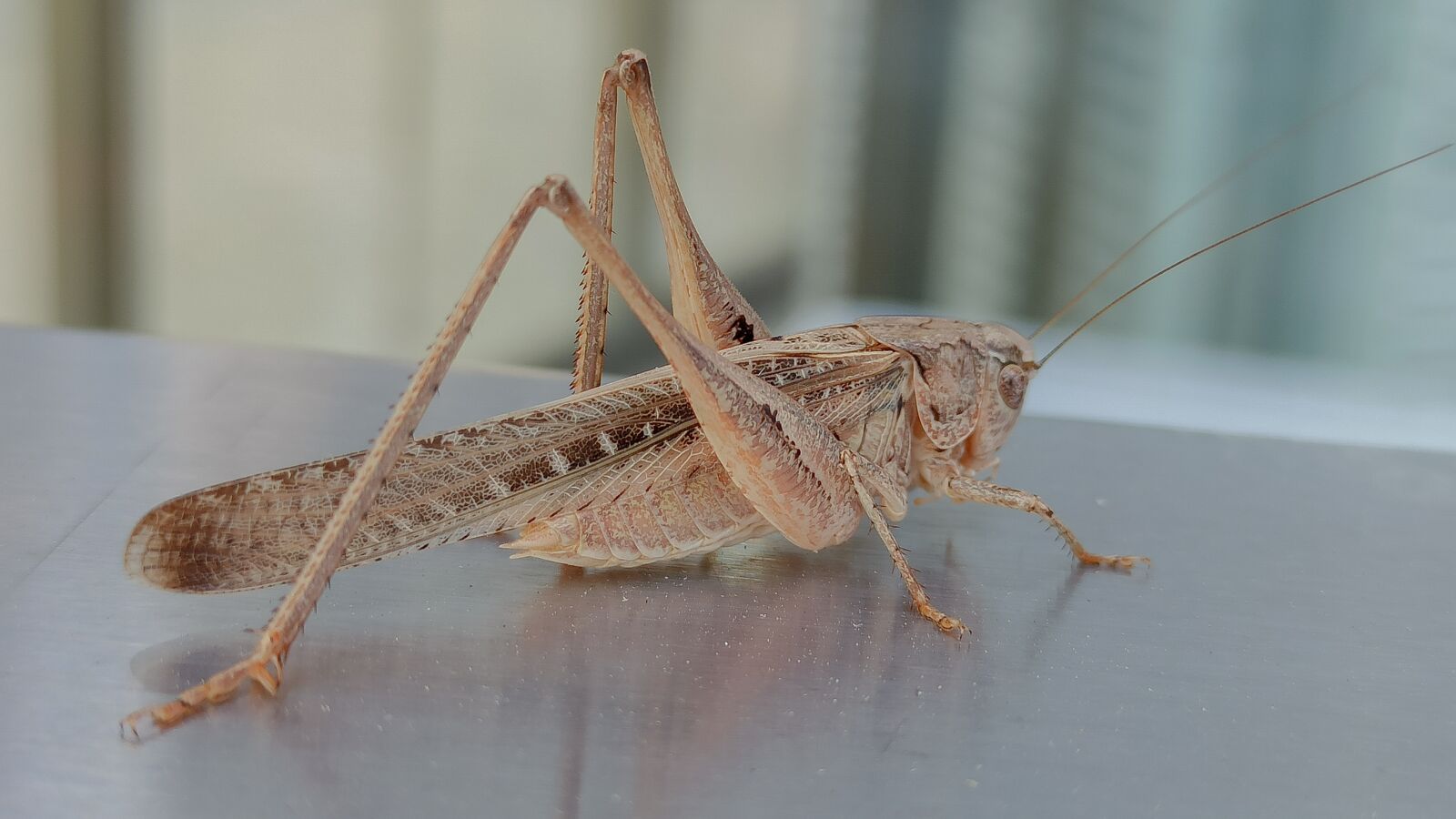 Xiaomi Redmi Note 8 Pro sample photo. Grasshopper, bugs, insect photography
