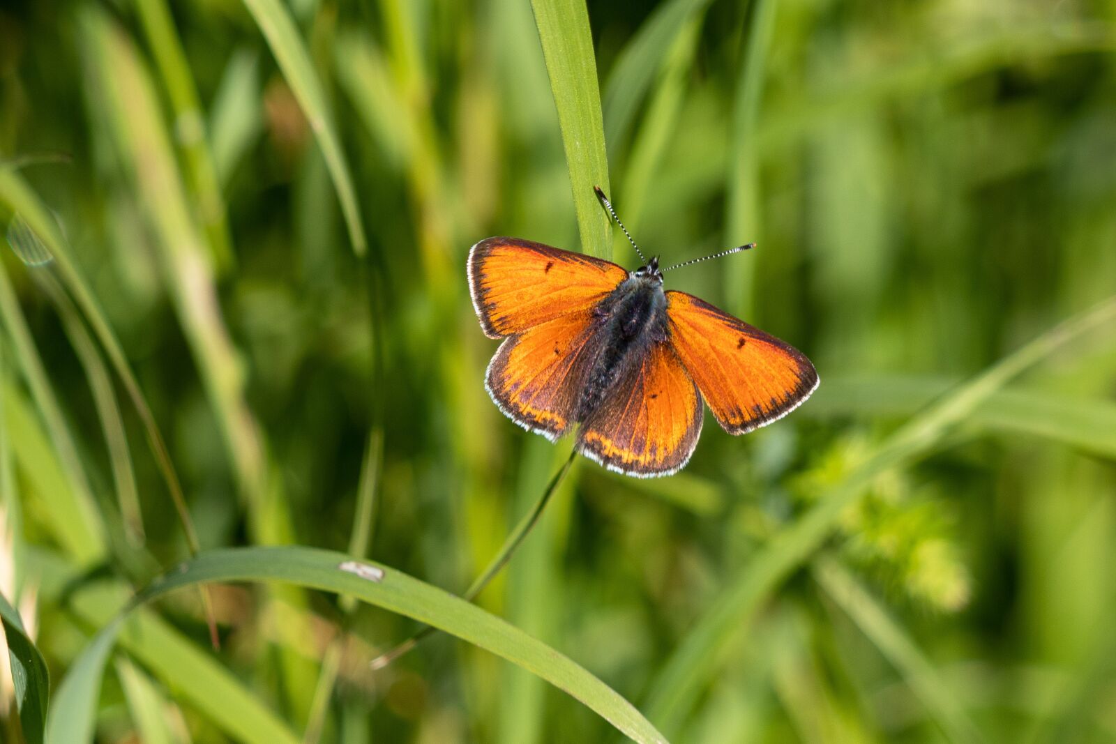 Canon EF 70-300 F4-5.6 IS II USM sample photo. Fire falter, butterfly, butterflies photography