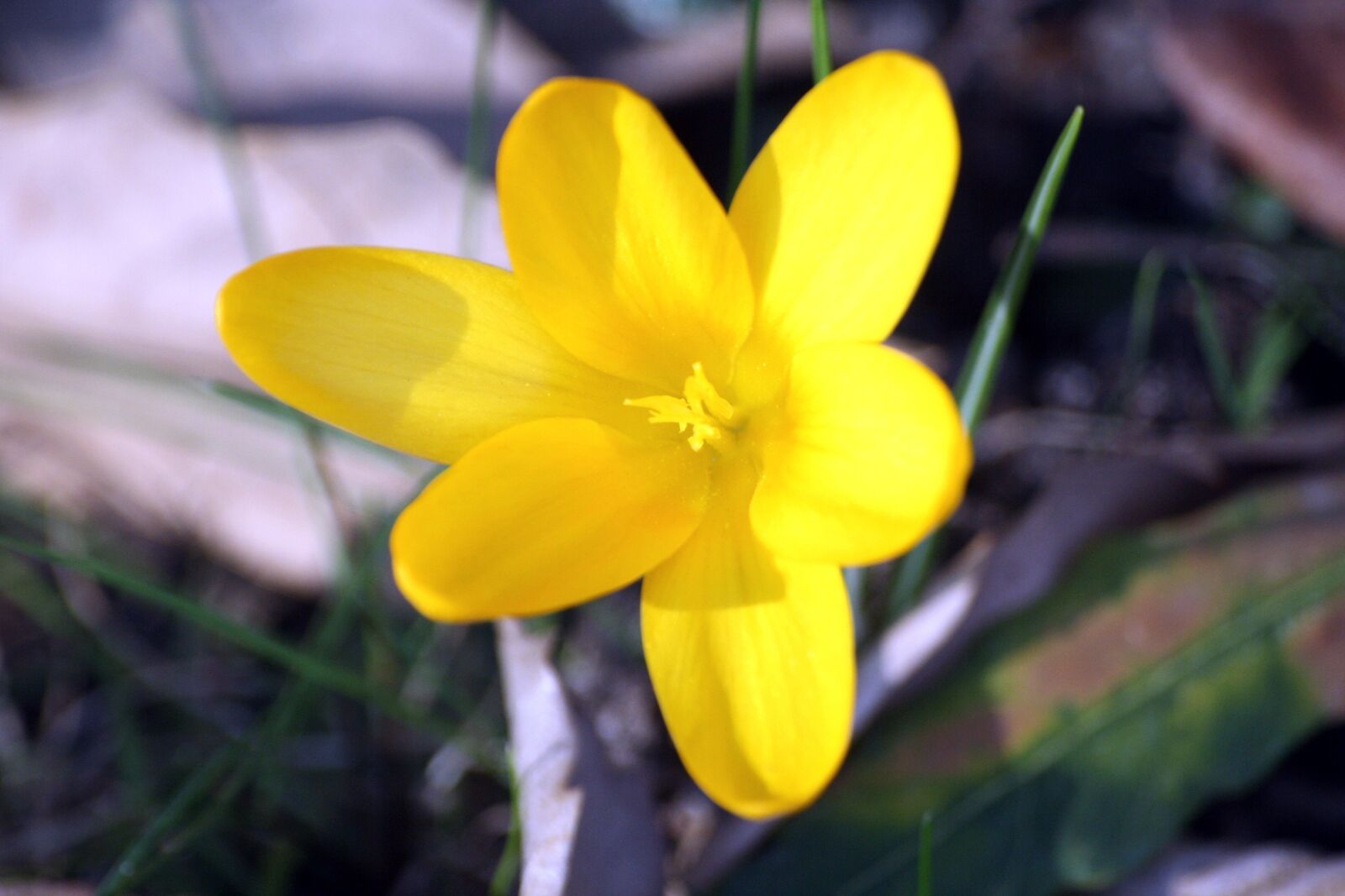 Canon EOS 1000D (EOS Digital Rebel XS / EOS Kiss F) sample photo. Crocus, yellow, blossom photography