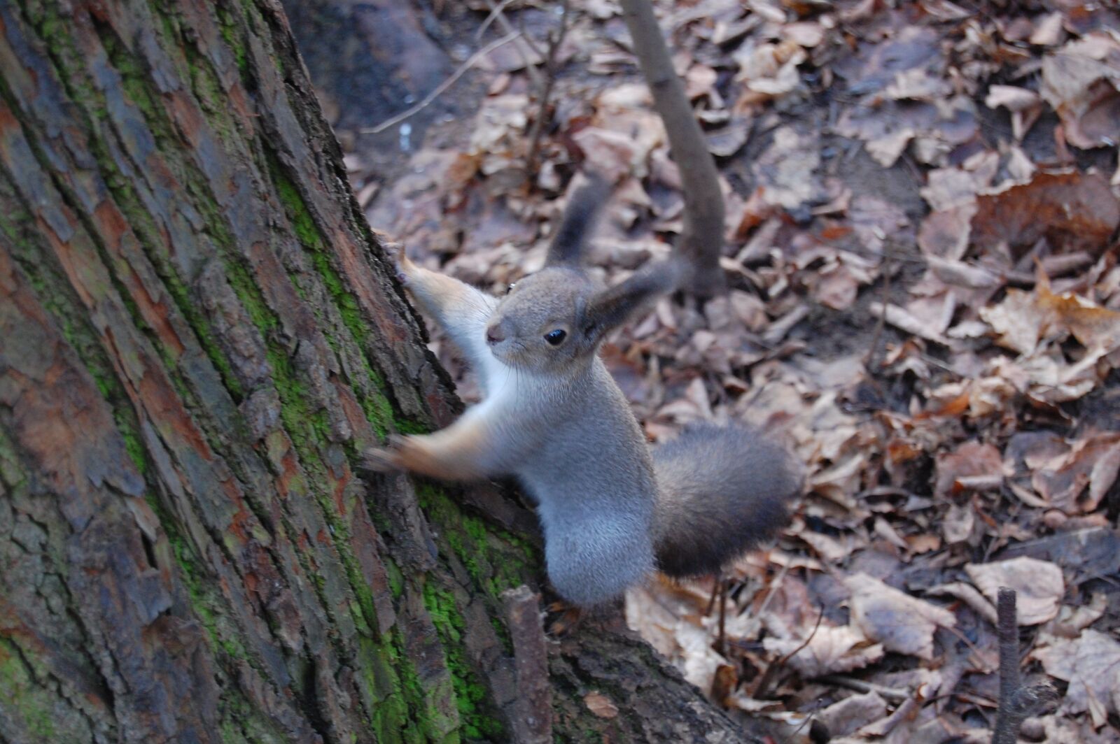 Nikon D40 sample photo. Squirrel, forest, cute photography