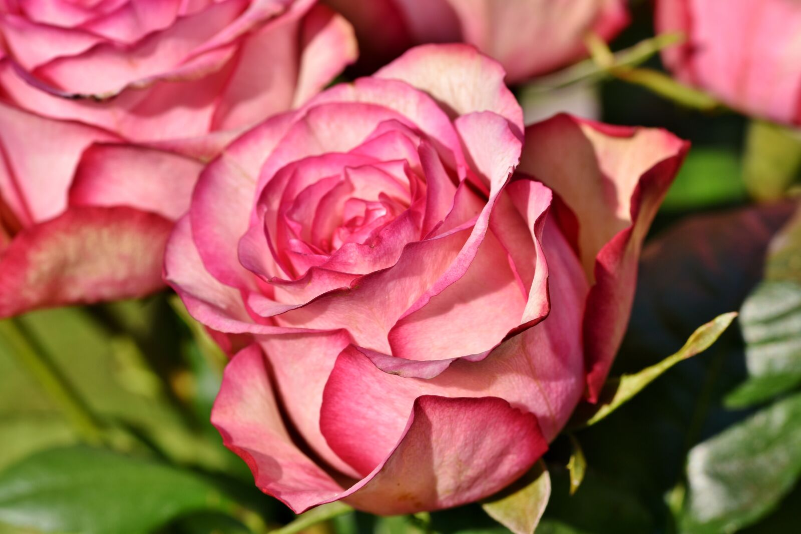 Nikon D7200 sample photo. Rose, bouquet of roses photography