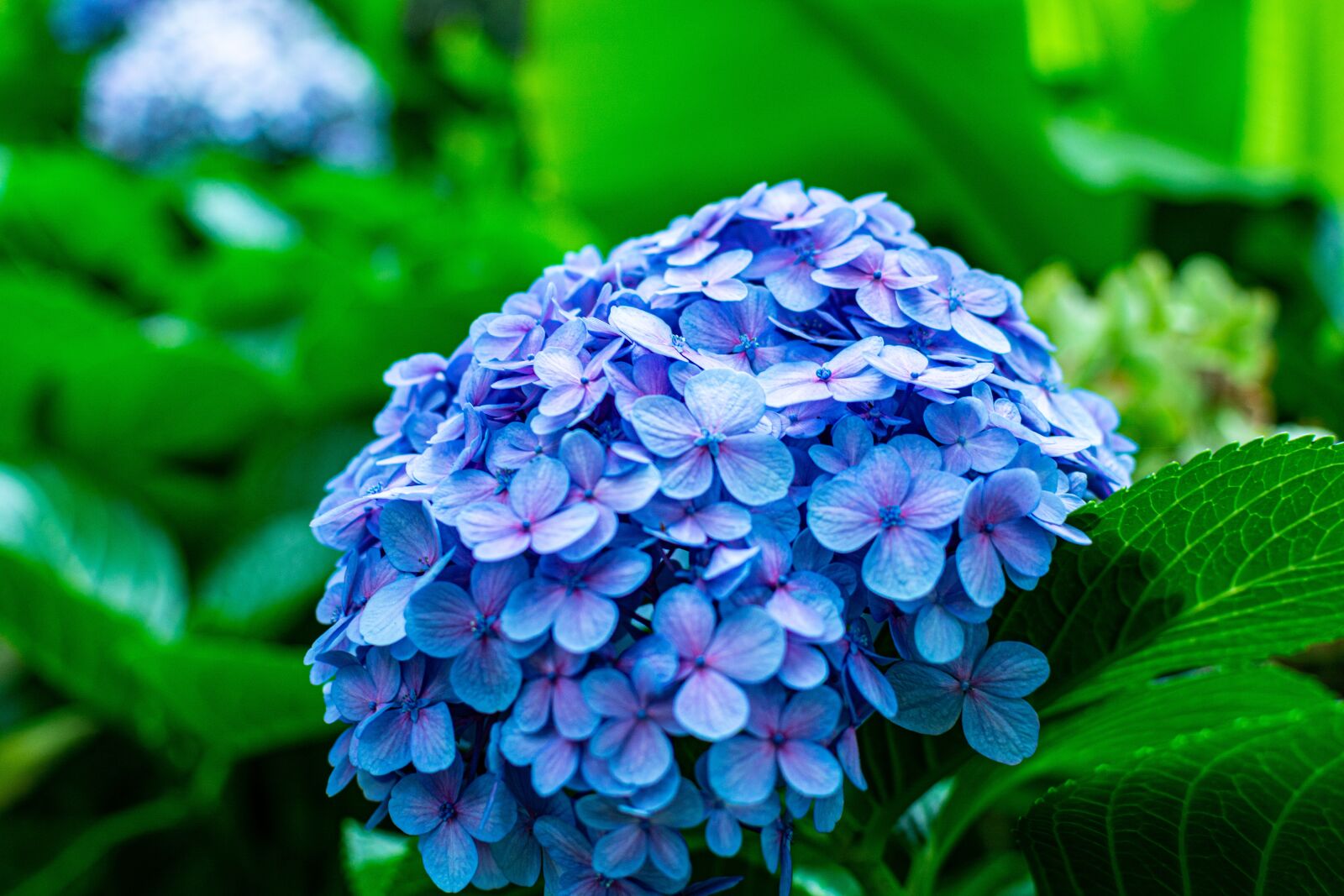 Nikon D7100 sample photo. Flower, blue, plant photography