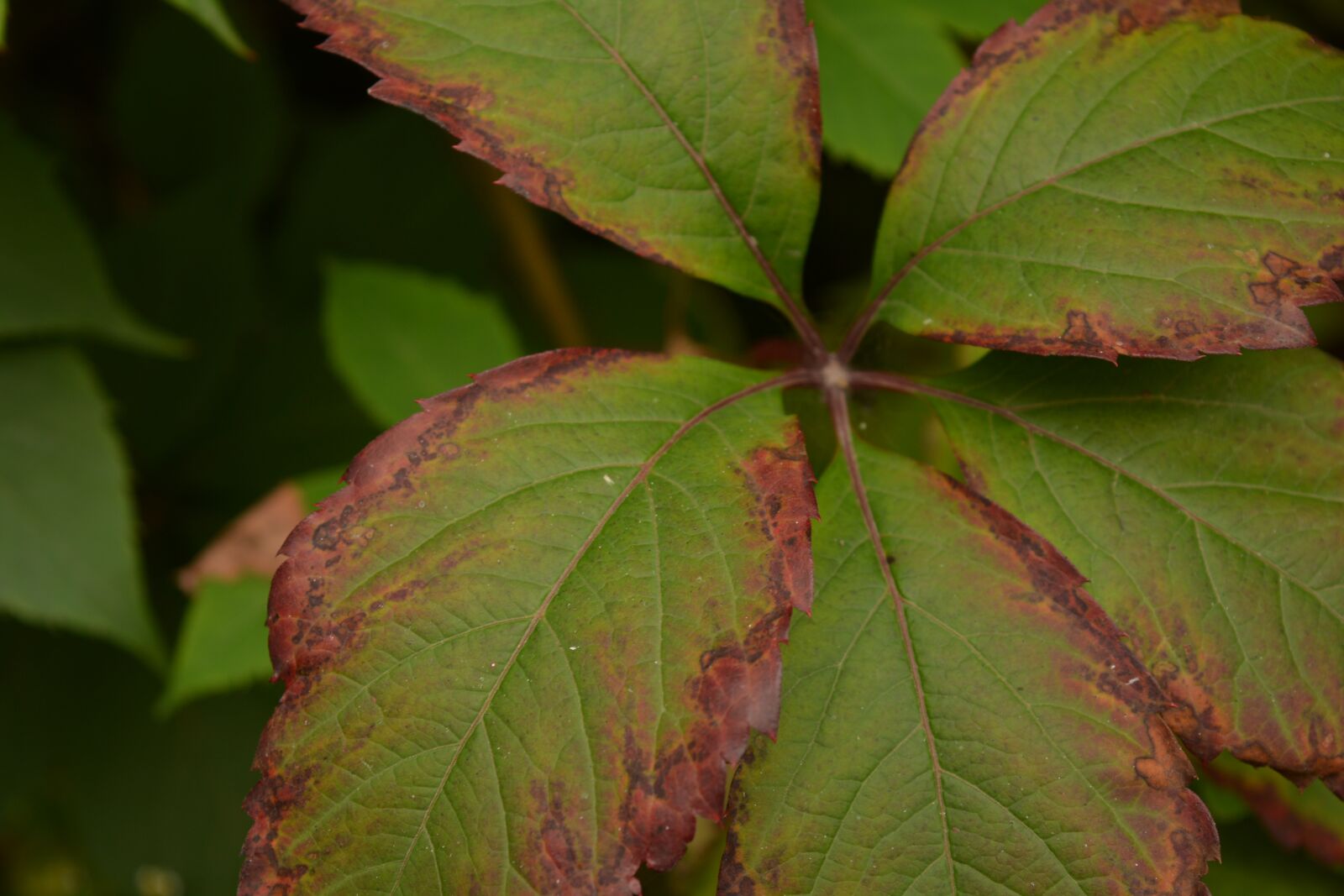 Nikon D5200 sample photo. Tree, trees, nature photography