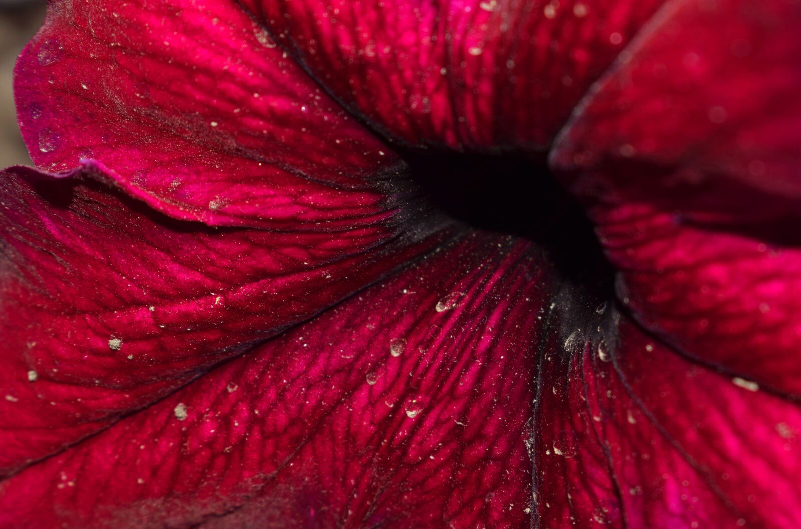 Nikon D3300 sample photo. Flower, macrophoto, macro photography