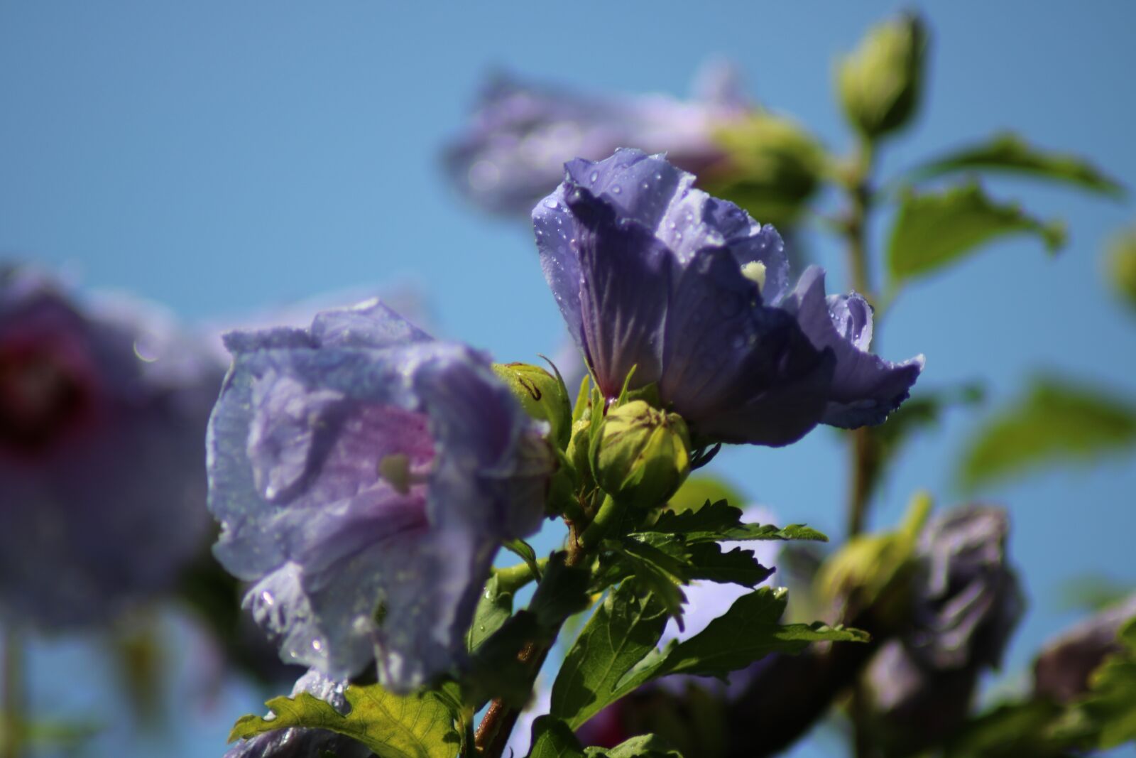 Canon EOS 750D (EOS Rebel T6i / EOS Kiss X8i) sample photo. Flower, garden, close up photography