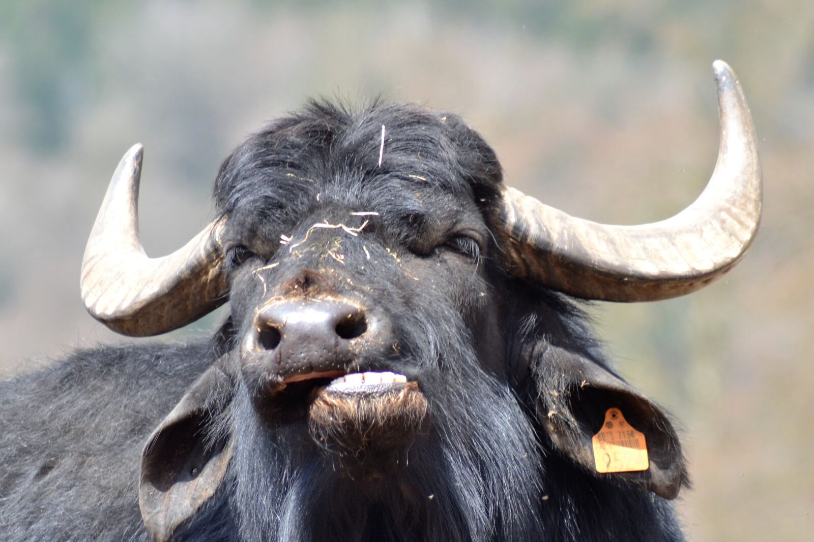 Nikon D3100 sample photo. Buffalo, graseter, zoo photography