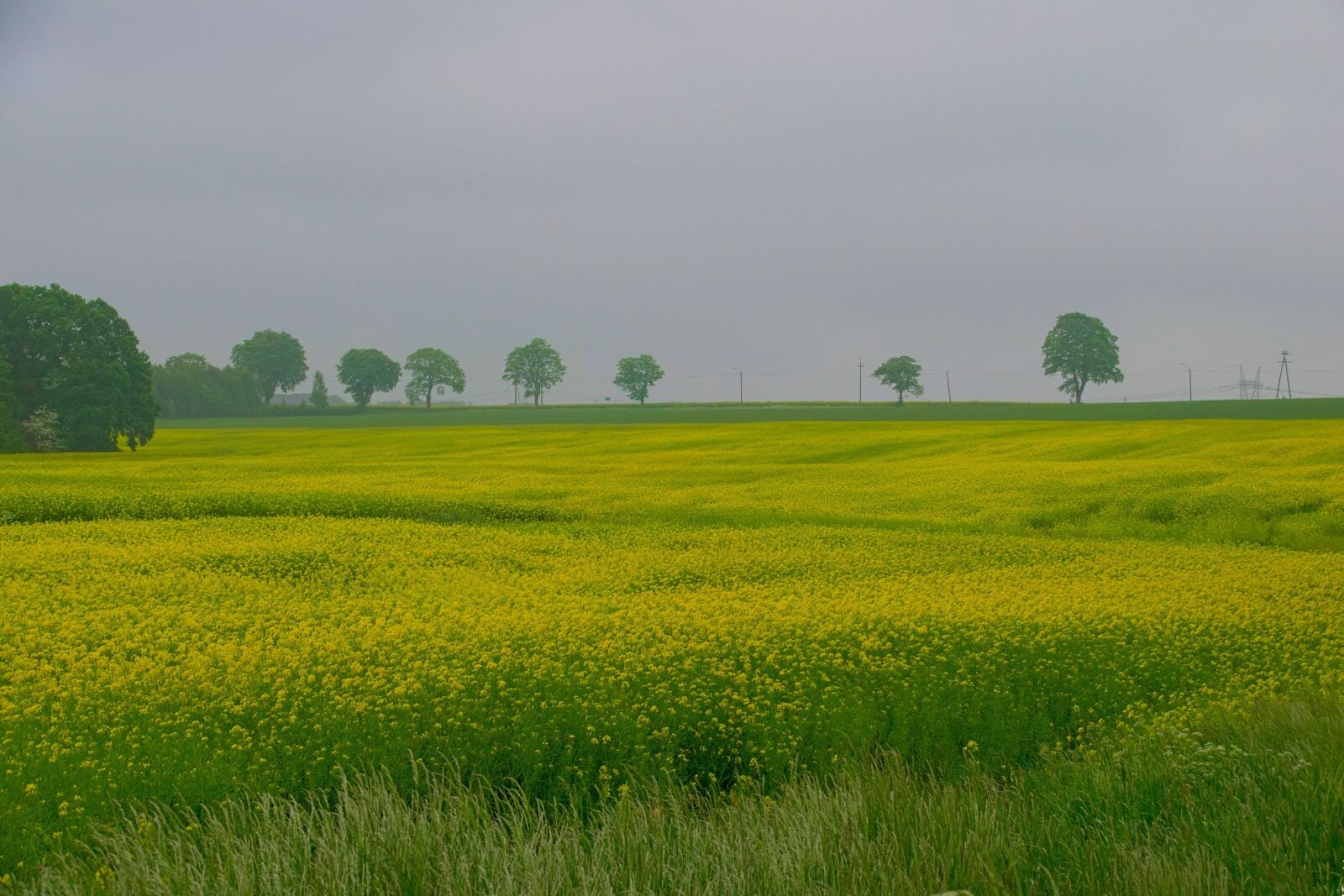 Nikon D3300 sample photo. Rapeseed, field, nature photography