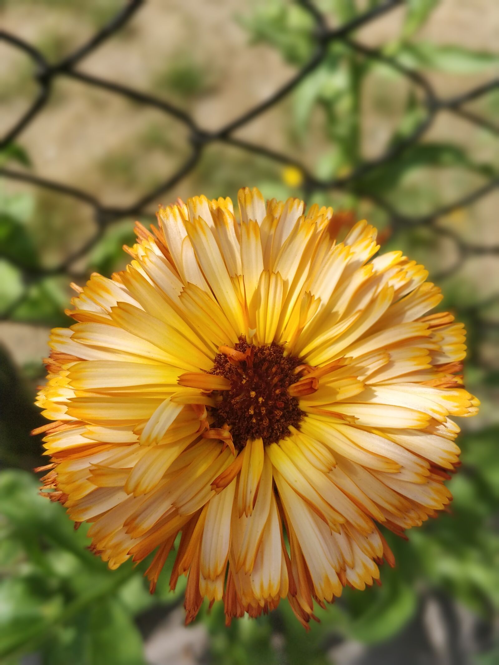 OnePlus 5 sample photo. Nature, flower, flora photography