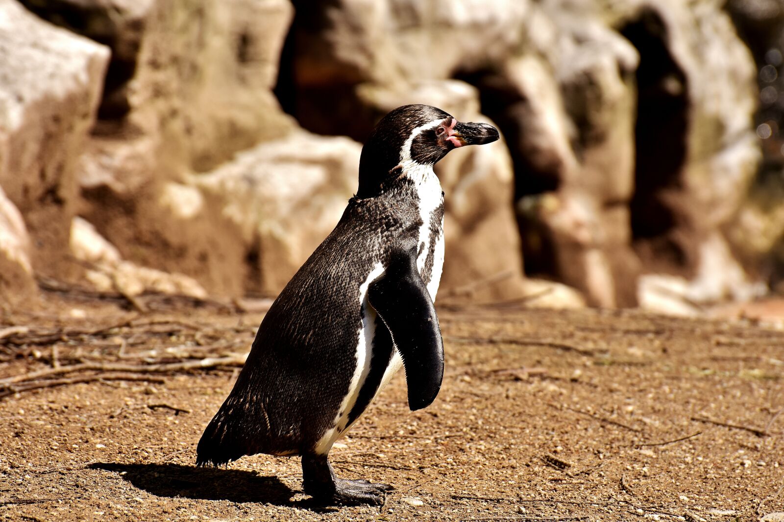 Nikon D7200 sample photo. Penguin, animal, animal world photography