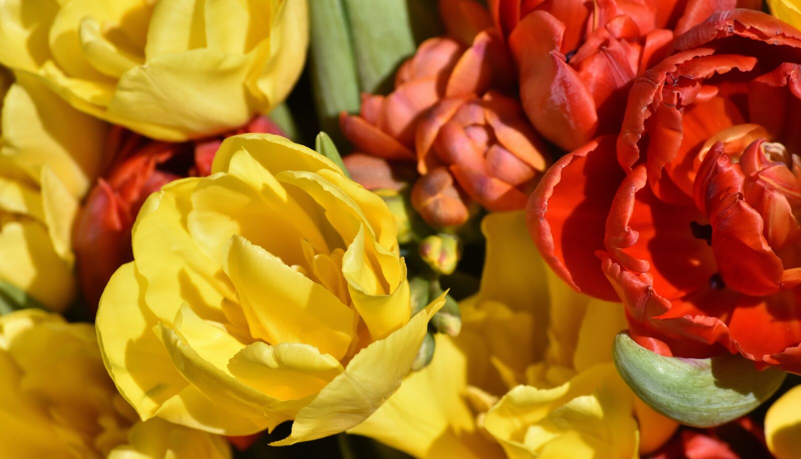 Nikon D7200 sample photo. Flowers, spring, colorful photography
