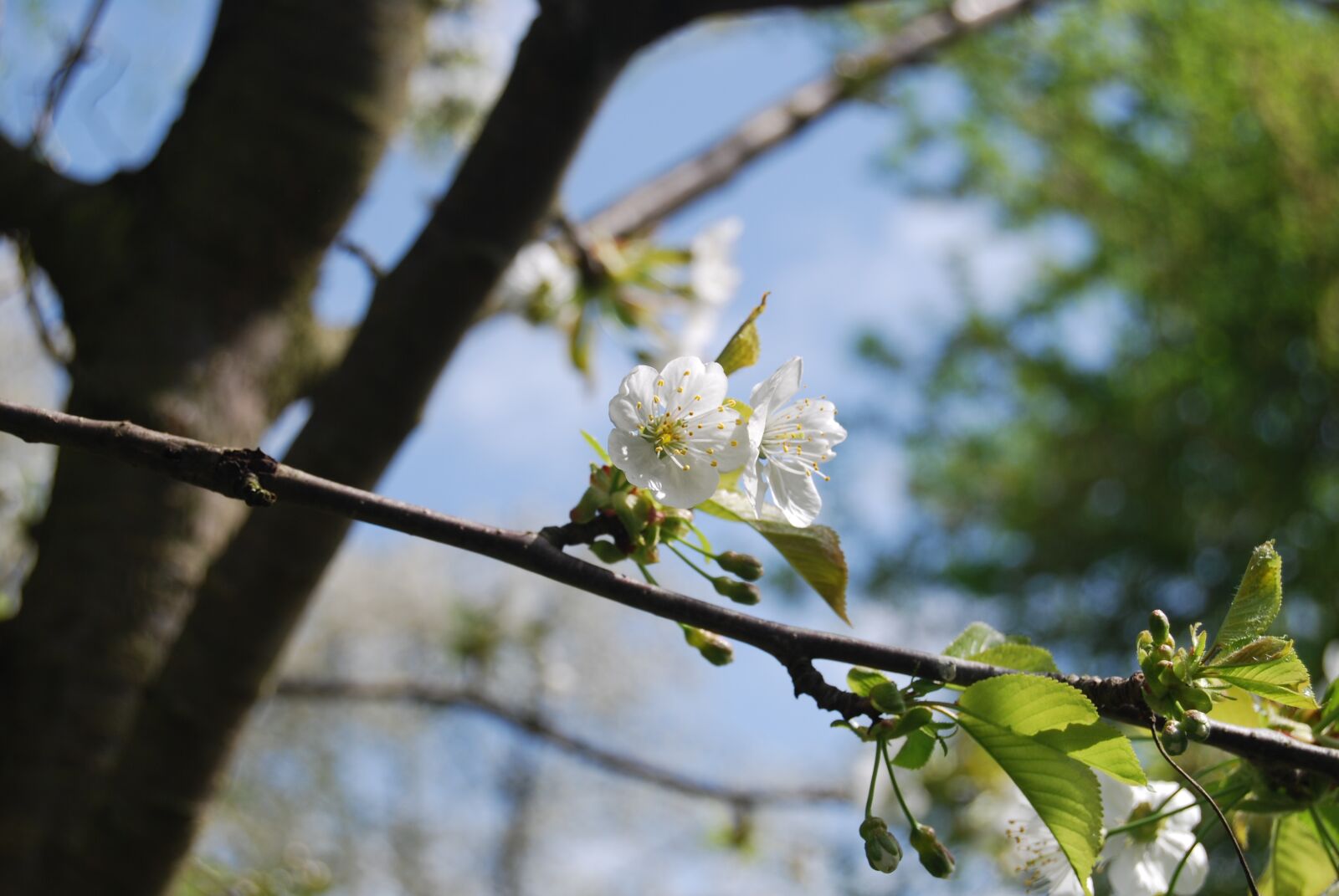 Nikon D60 sample photo. Tree, nature, branch photography