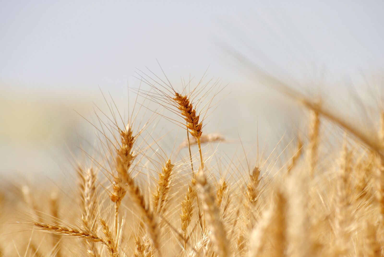 Nikon D3000 sample photo. Wheat, bread, cereal photography