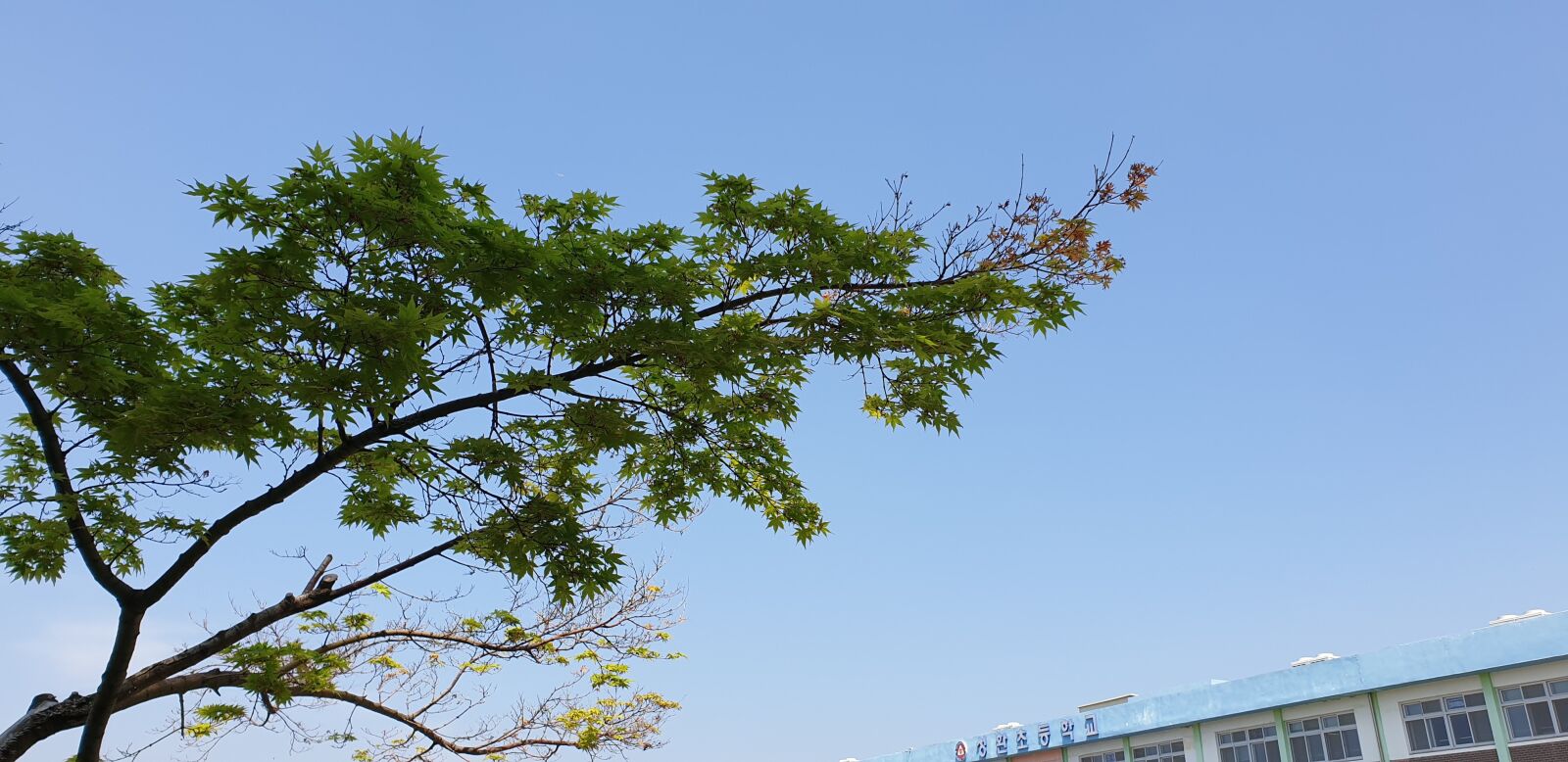 Samsung Galaxy Note9 sample photo. Summer, wood, sky photography