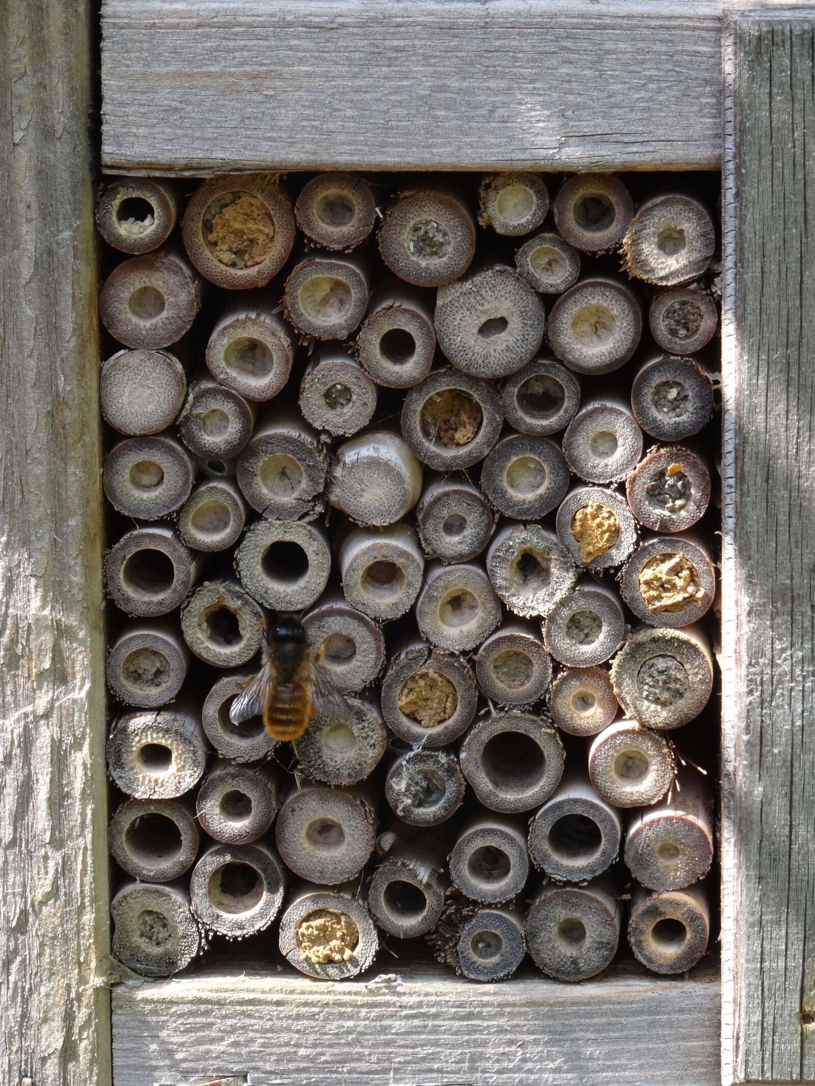Sony DSC-HX50 sample photo. Insect house, insect, wasp photography