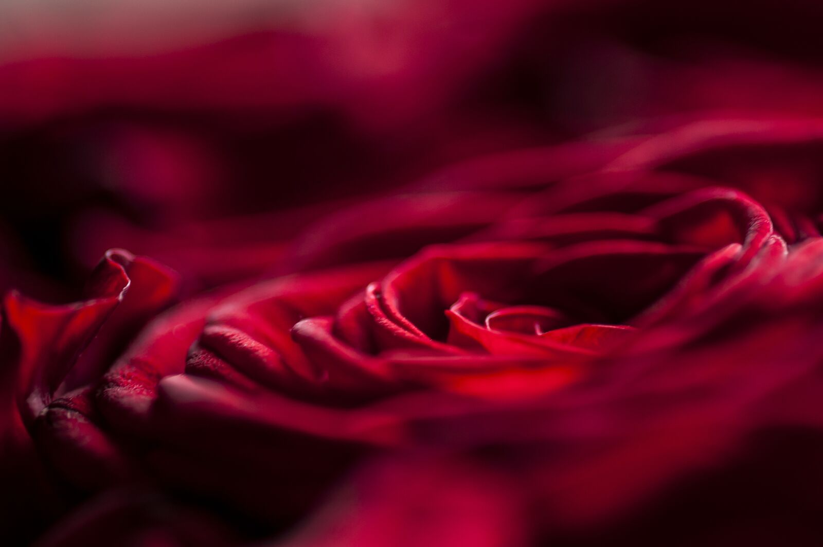 Nikon D300 sample photo. Macro, flowers, summer photography