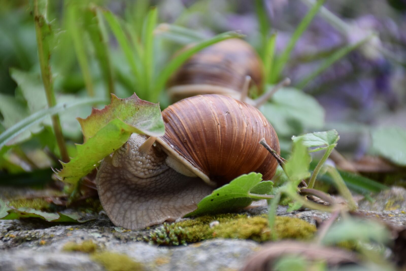 Nikon D5300 sample photo. Snail, hunger, eat photography