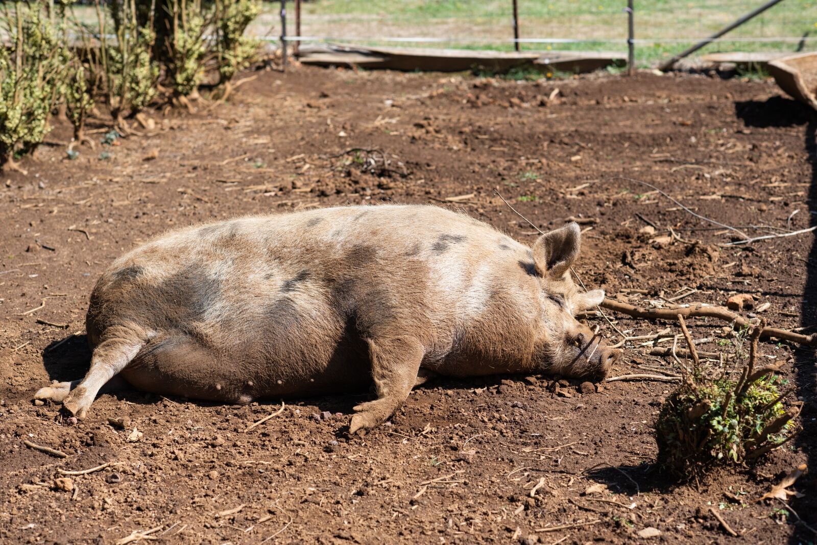 Nikon D750 sample photo. Pig, pig sty, animal photography
