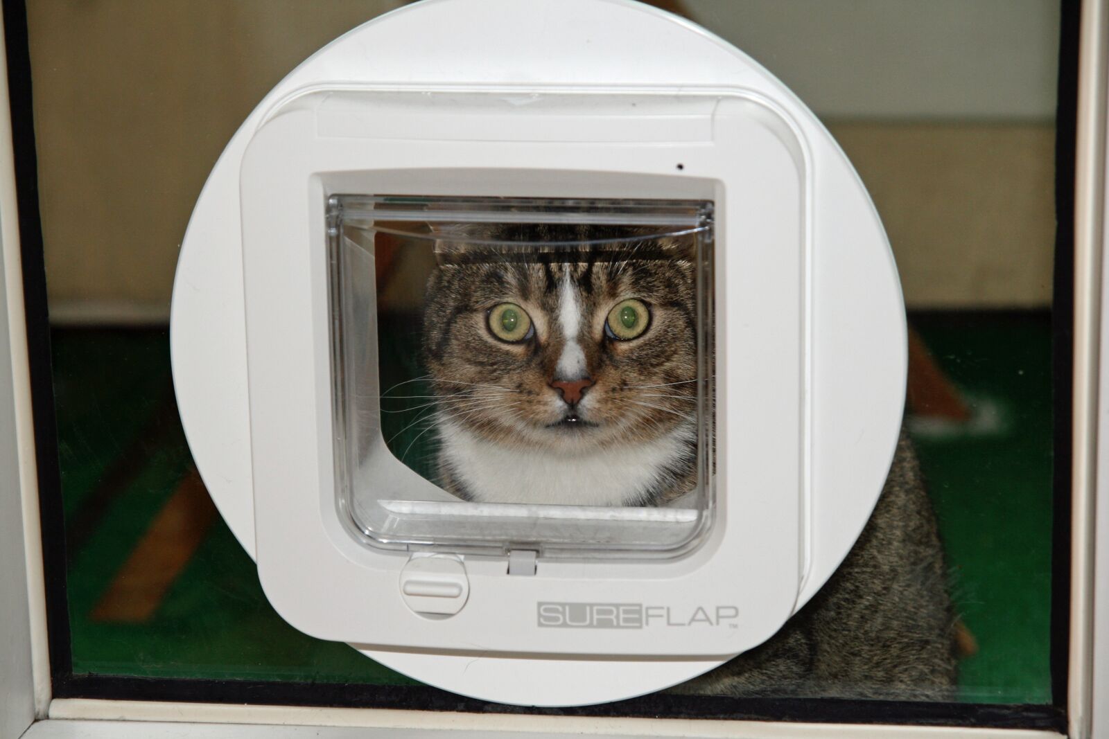 Canon EOS 400D (EOS Digital Rebel XTi / EOS Kiss Digital X) sample photo. Cat, cat flap, domestic photography
