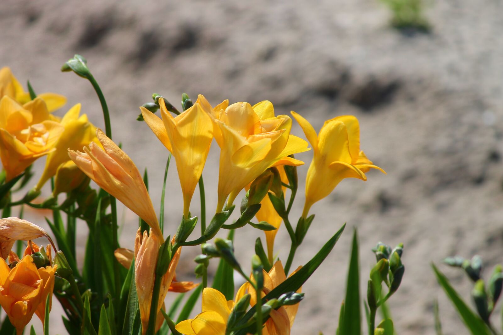 Canon EOS 1100D (EOS Rebel T3 / EOS Kiss X50) sample photo. Freesia, schnittblume, flower photography