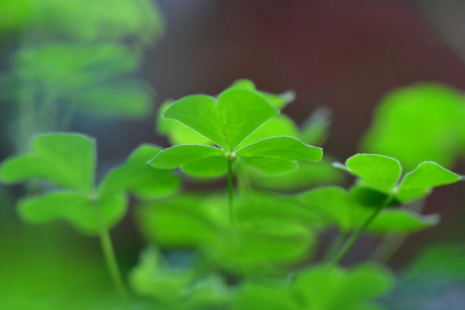 Nikon D500 sample photo. Cloverleaf, shamrock, clover photography