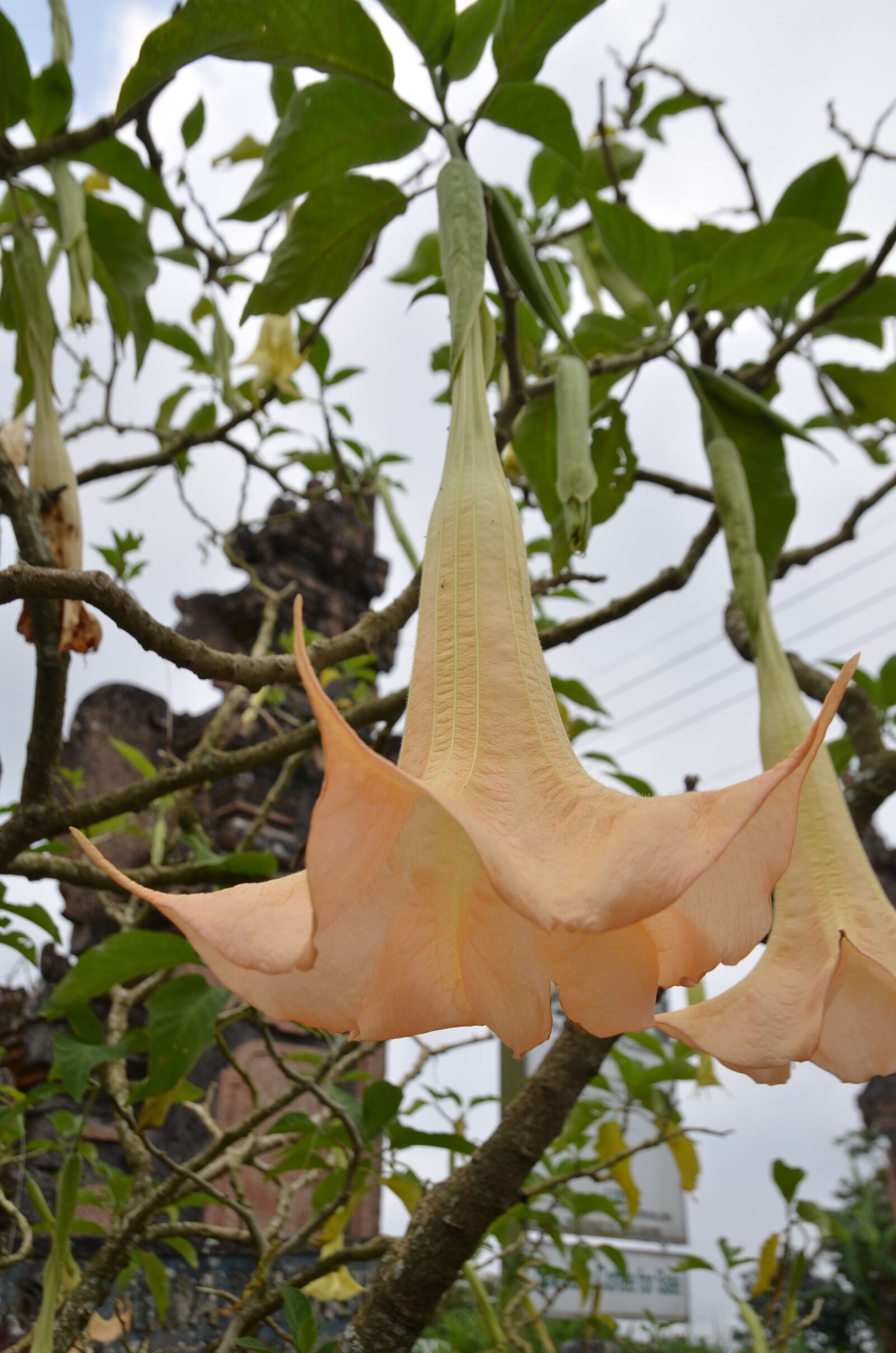 Nikon D7000 sample photo. Flower, nature, exotic photography