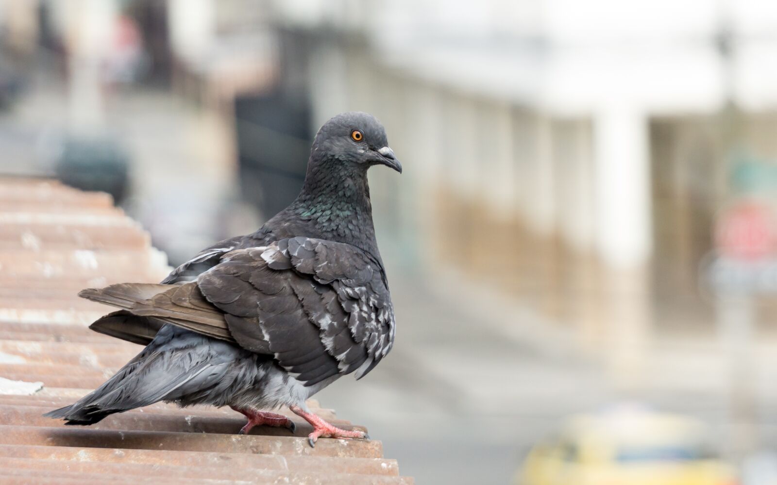 Sony a6000 sample photo. Do photo, dove, animal photography