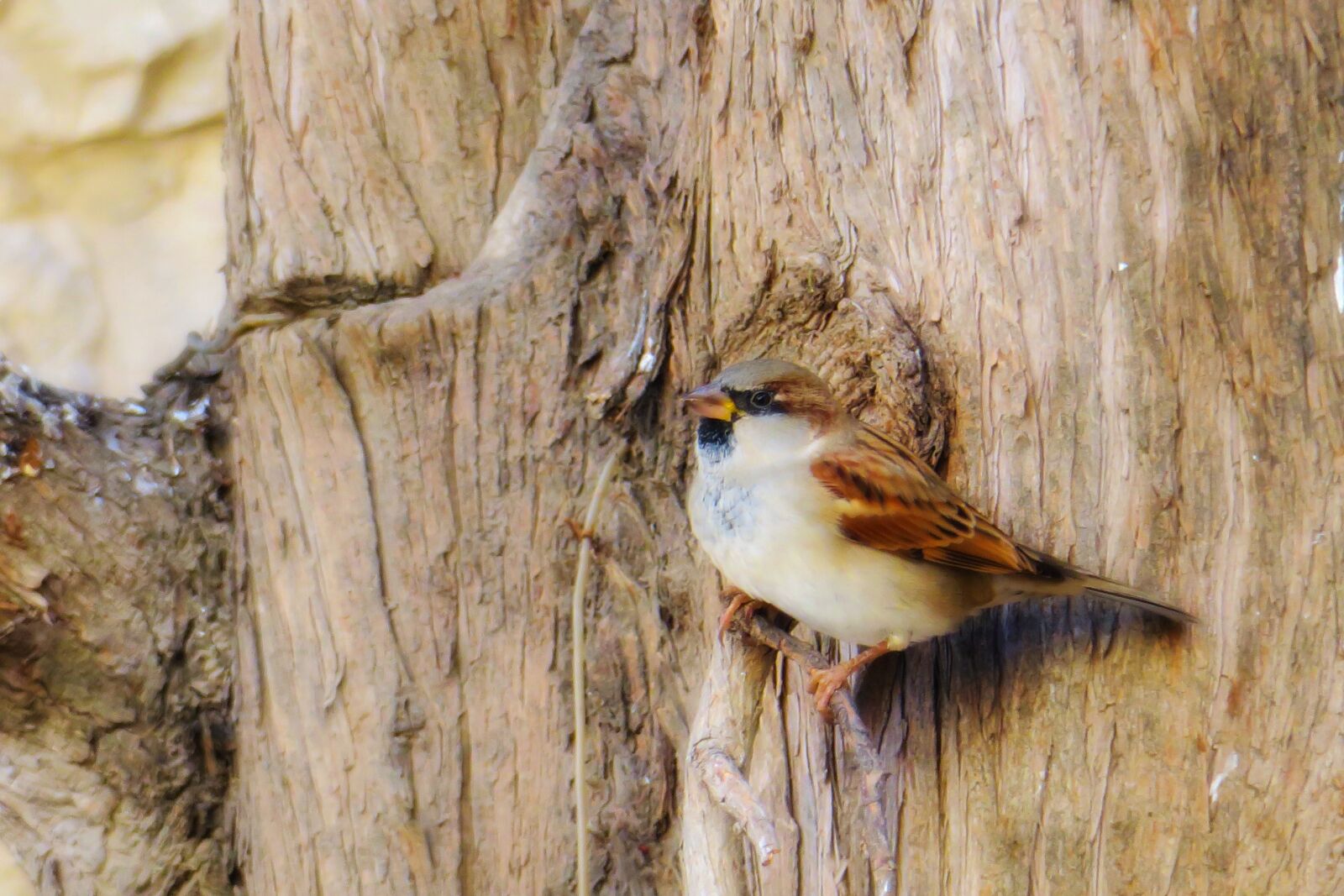 Canon PowerShot G3 X sample photo. Palm, feather, bird photography