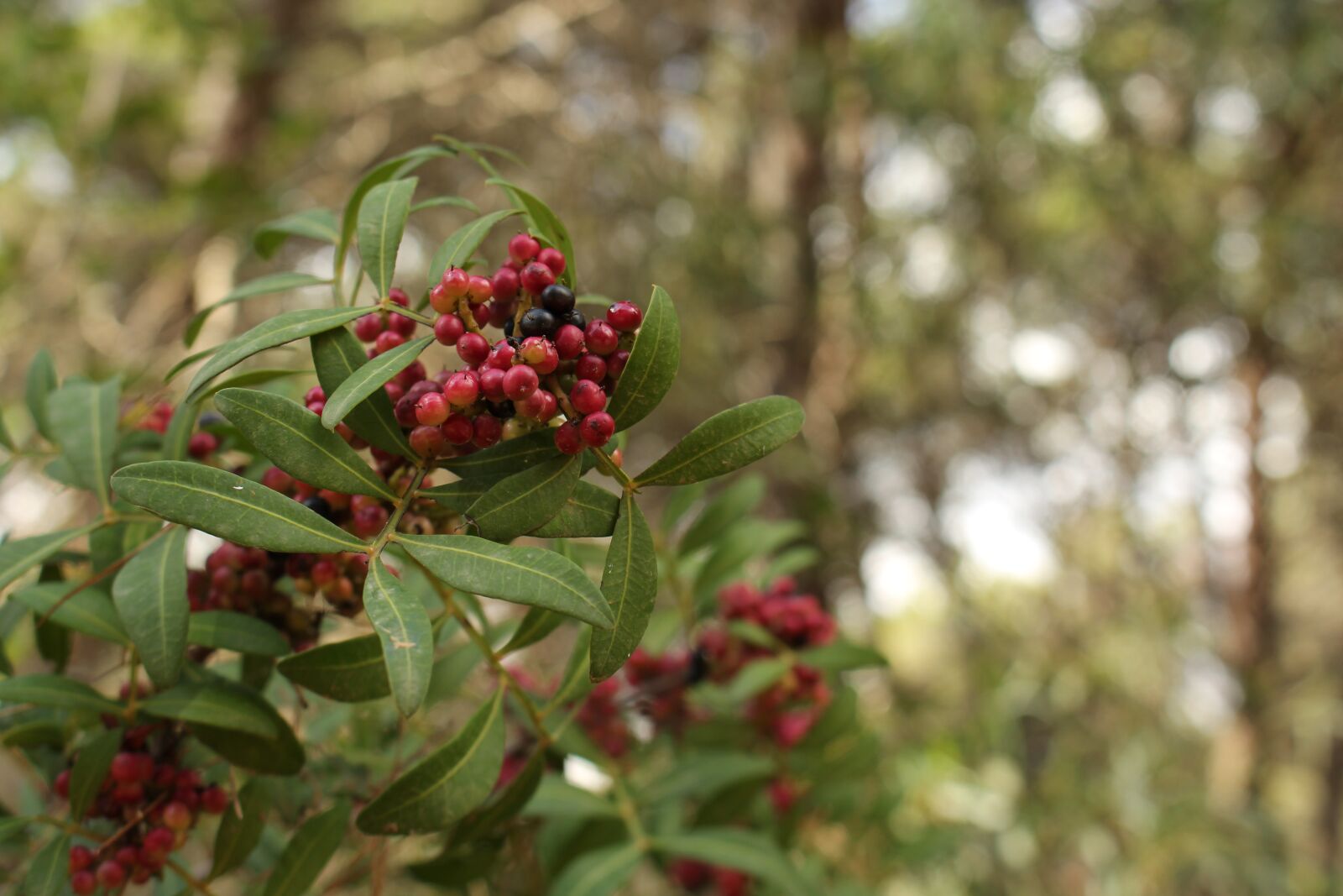Canon EOS 700D (EOS Rebel T5i / EOS Kiss X7i) sample photo. Nature, green, italy photography