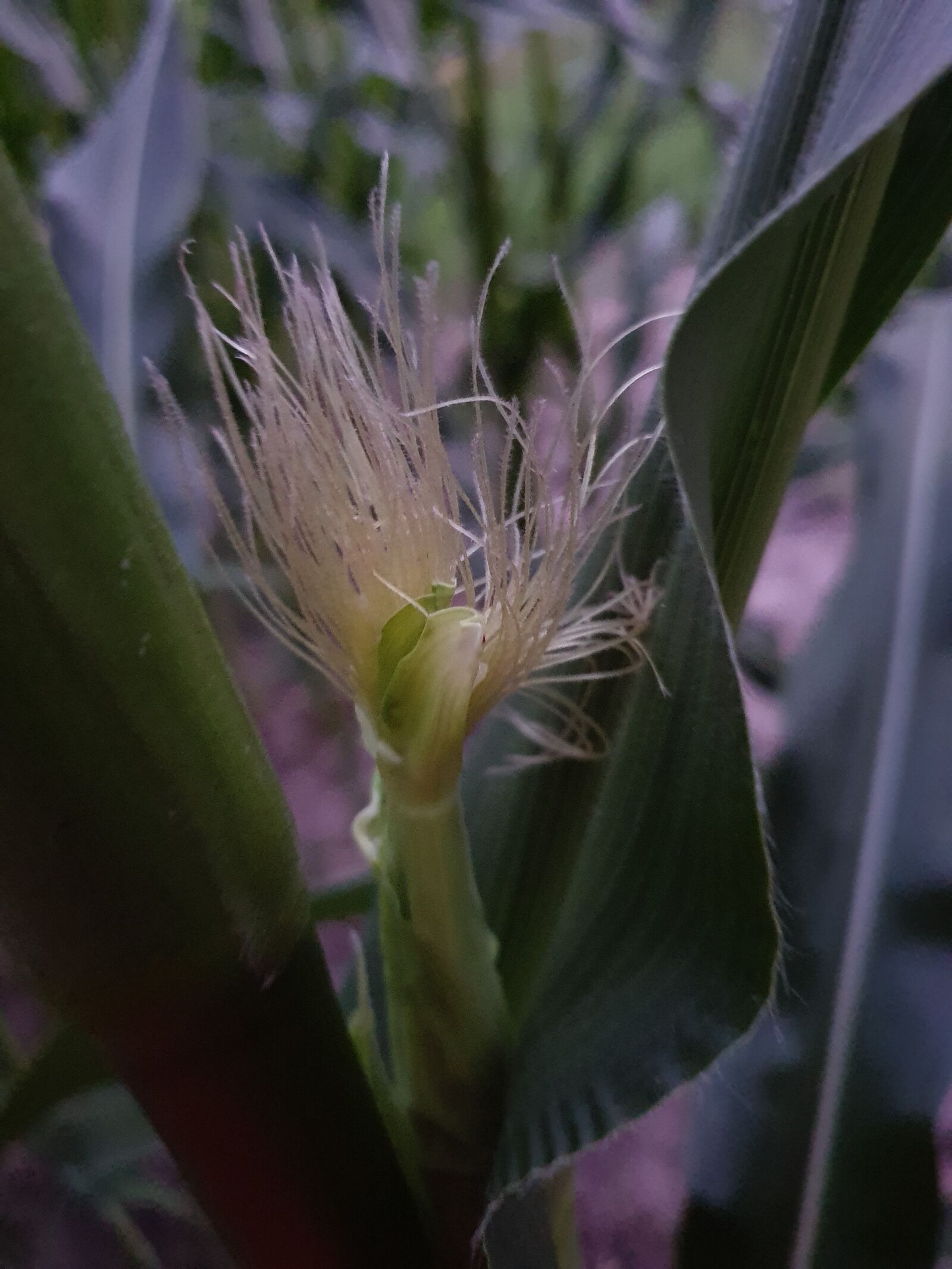 Samsung Galaxy S10 sample photo. Corn, nature, farm photography