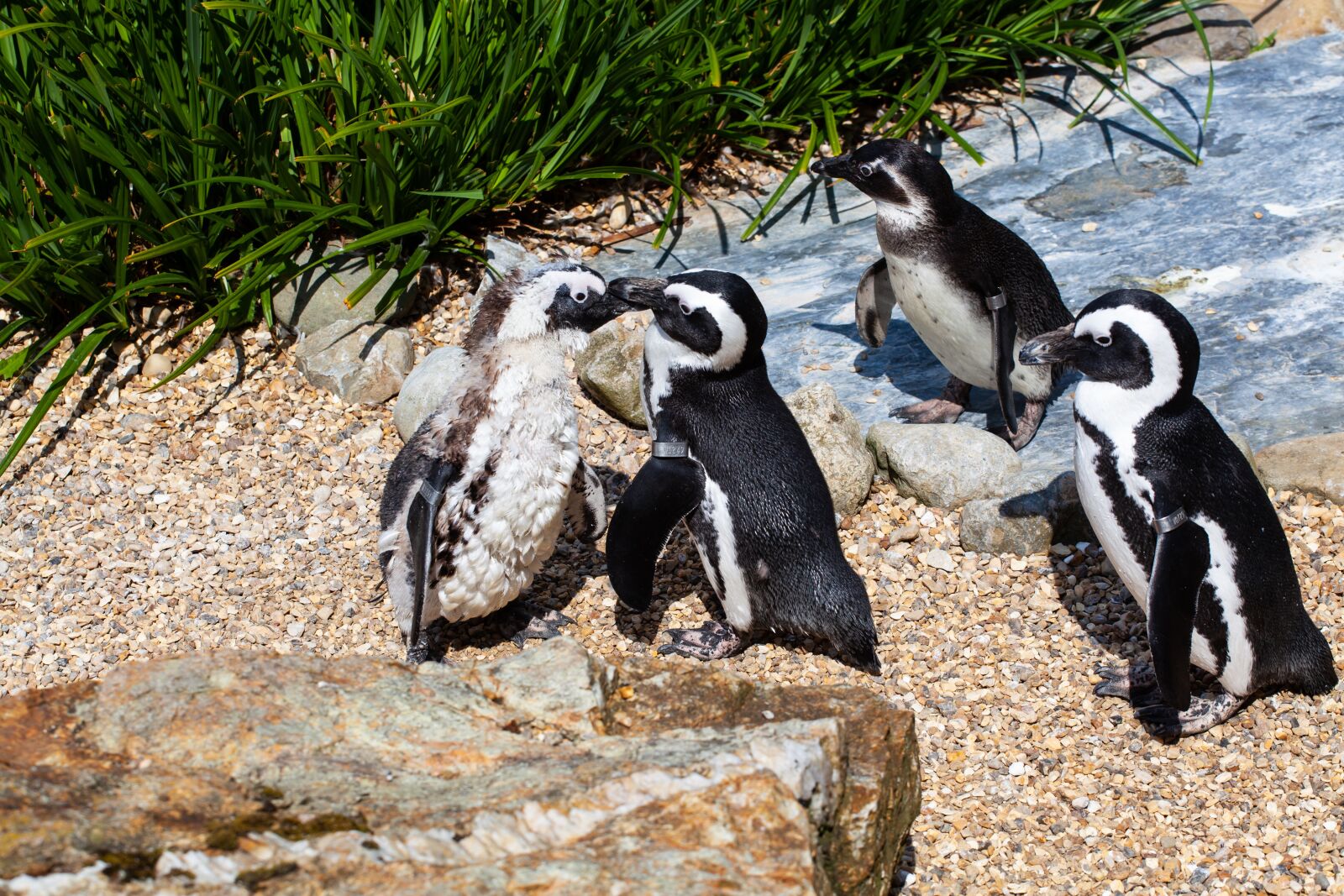 Canon EF 70-200mm F4L USM sample photo. African penguin, penguin, penguin photography