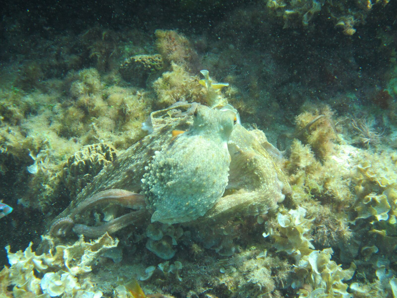 Canon PowerShot D30 sample photo. Octopus, sea, squid photography
