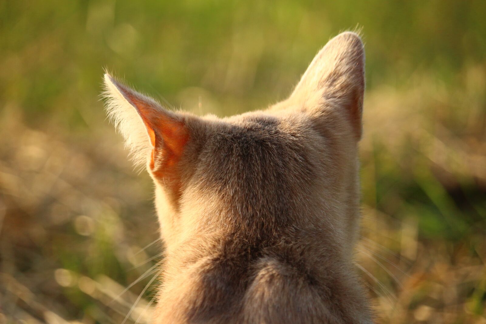 Canon EOS 100D (EOS Rebel SL1 / EOS Kiss X7) sample photo. Cat, kitten, mieze photography