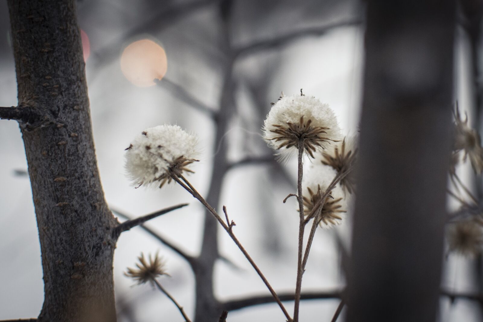 Nikon D5300 sample photo. Snow, winter, plants photography