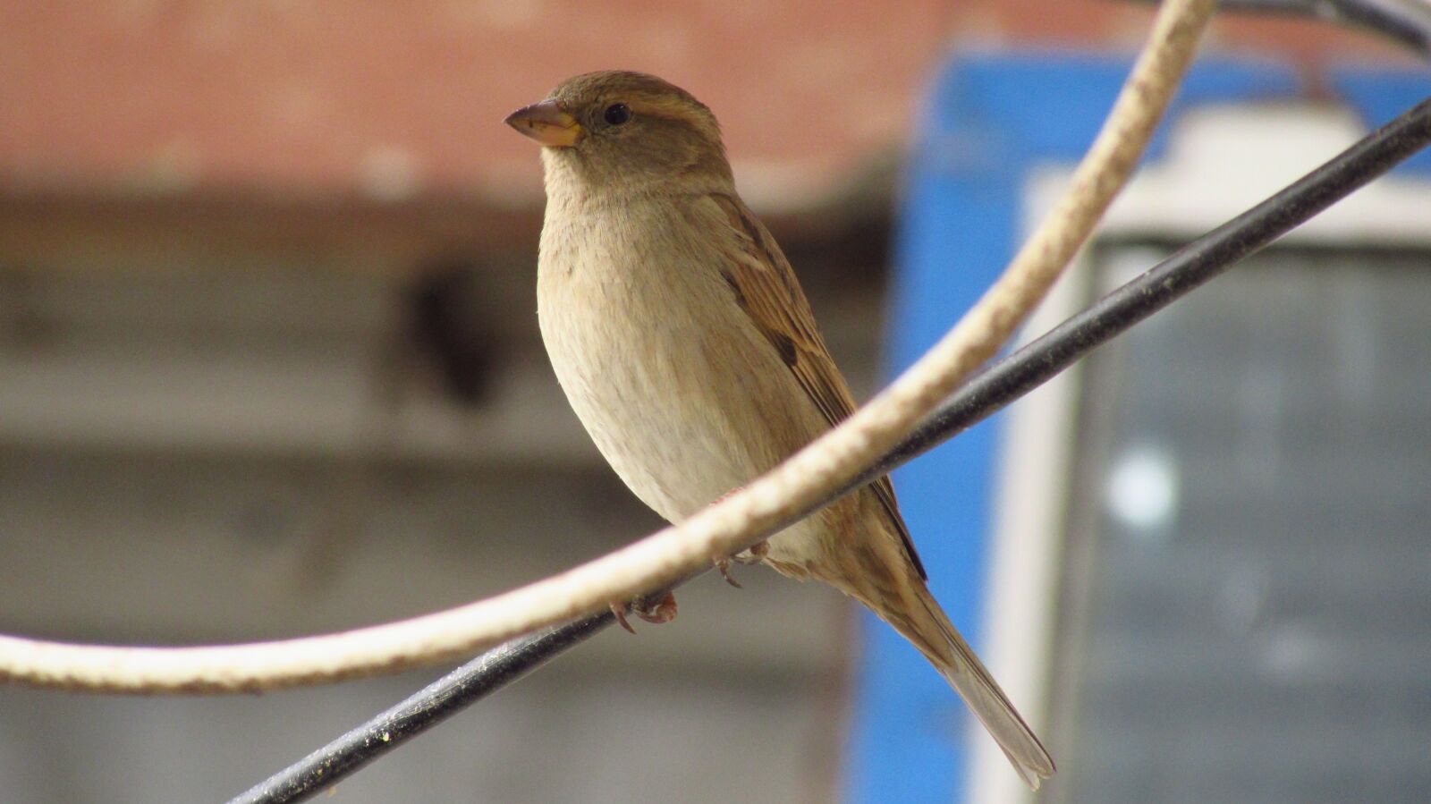 Canon PowerShot SX510 HS sample photo. Nature, birds, no one photography