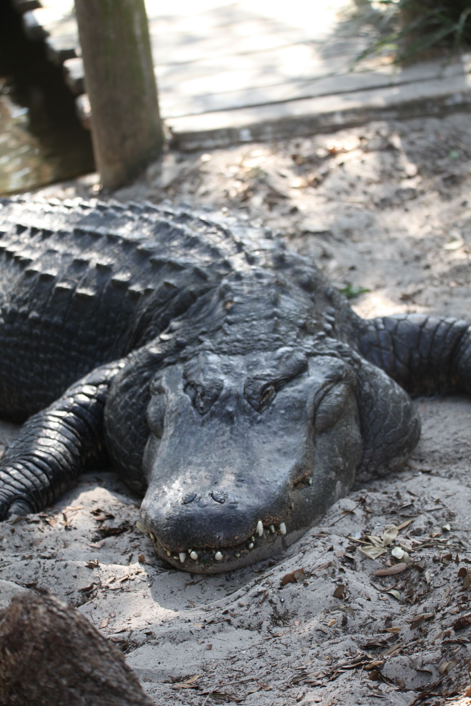 Canon EOS 5D Mark II sample photo. Alligator, gator, crocodile photography