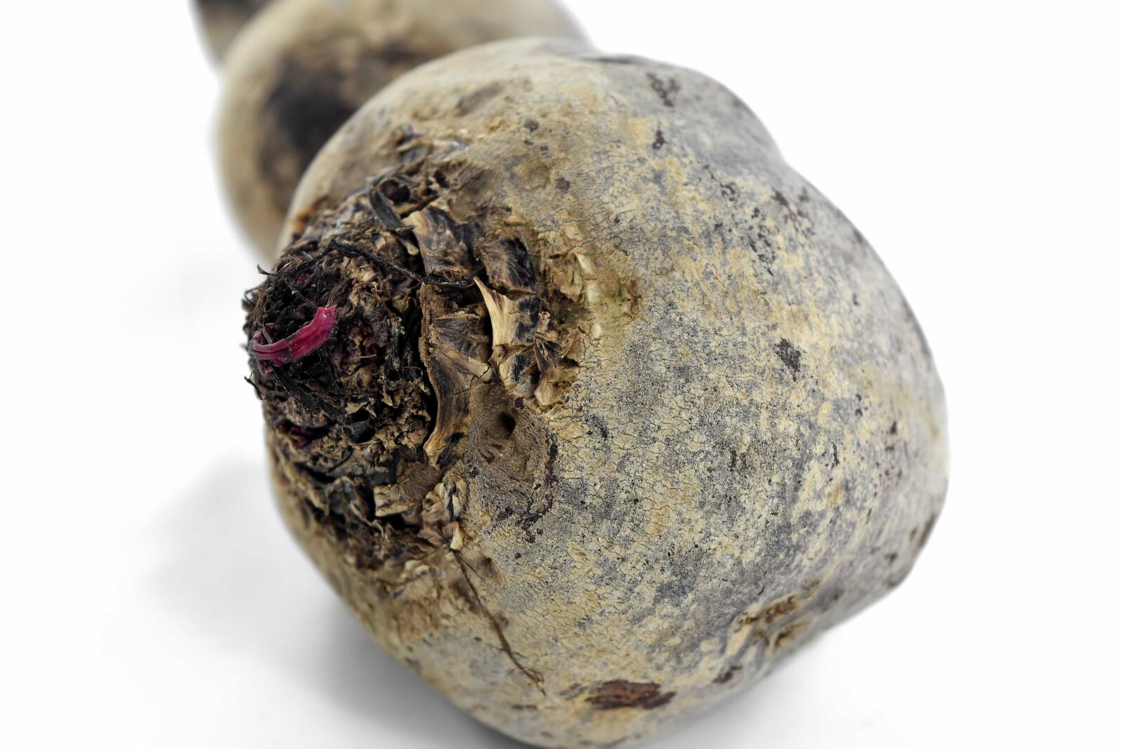 Nikon D5500 sample photo. Agriculture, beetroot, healthy, organic photography